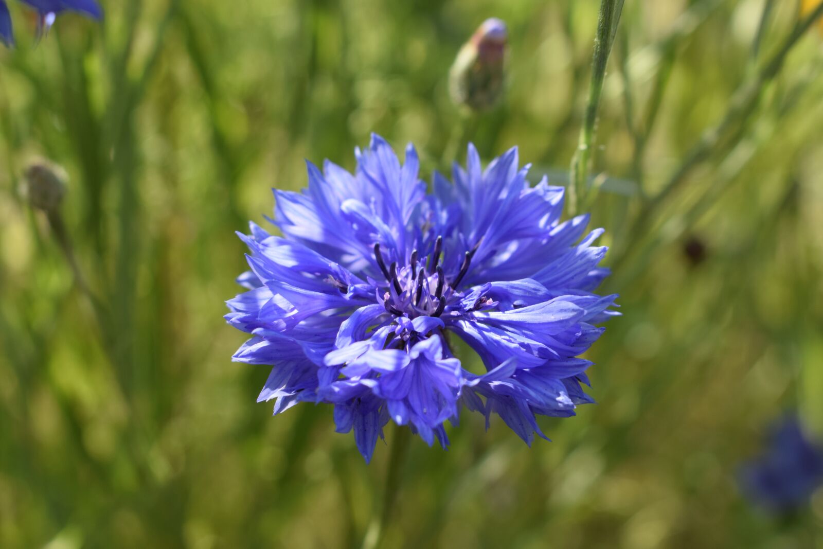 Nikon D3300 sample photo. Cornflower, blue, flower photography
