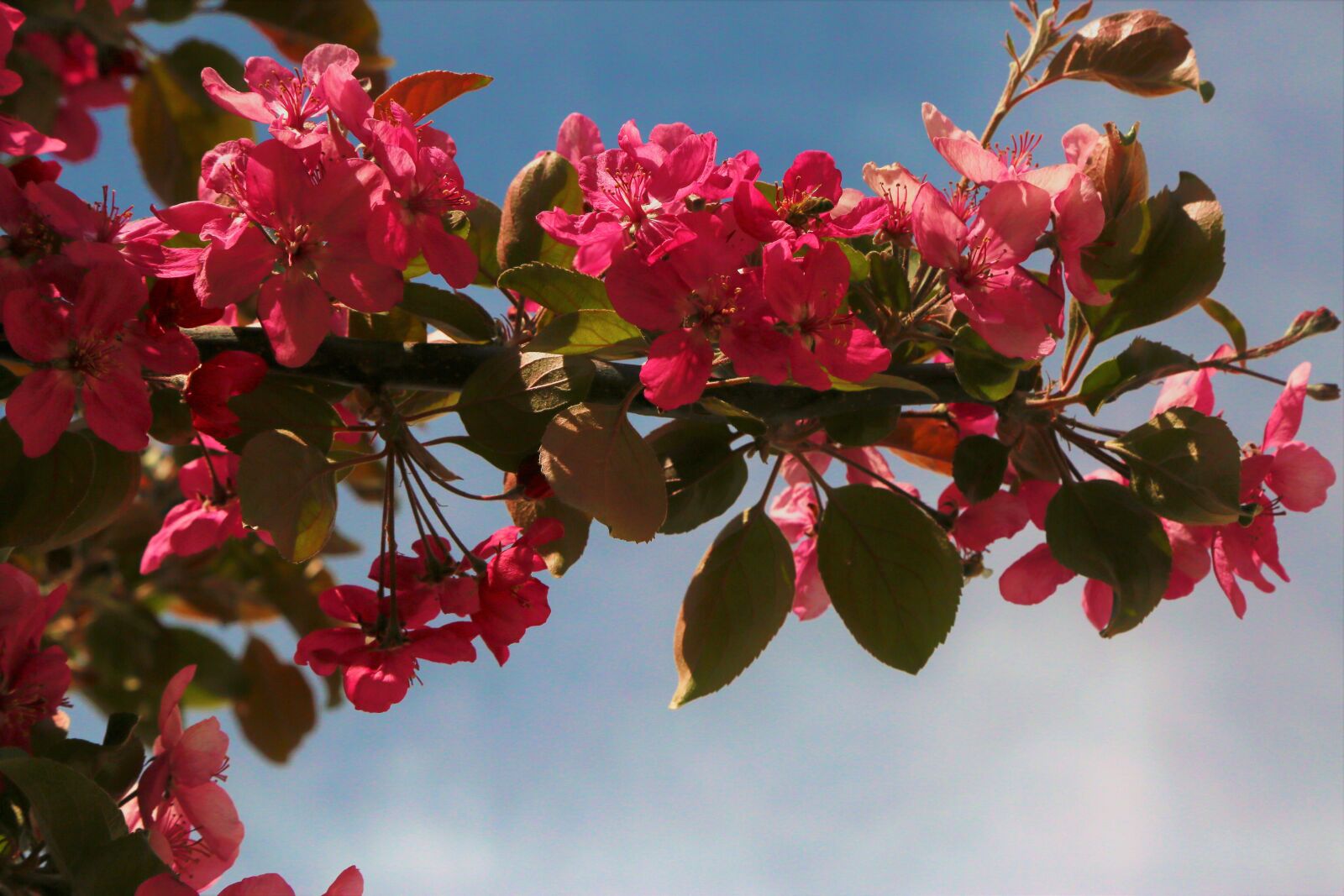 Canon EF 24-105mm F4L IS USM sample photo. Flowers, spring, nature photography