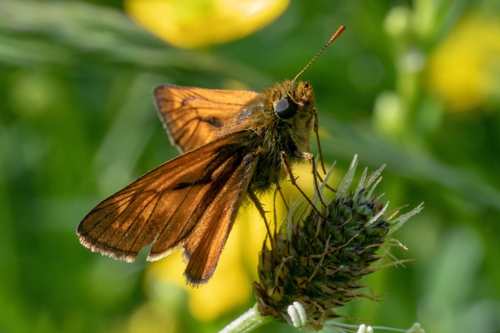 Nikon 1 J5 sample photo. Skipper, insect, butterfly photography