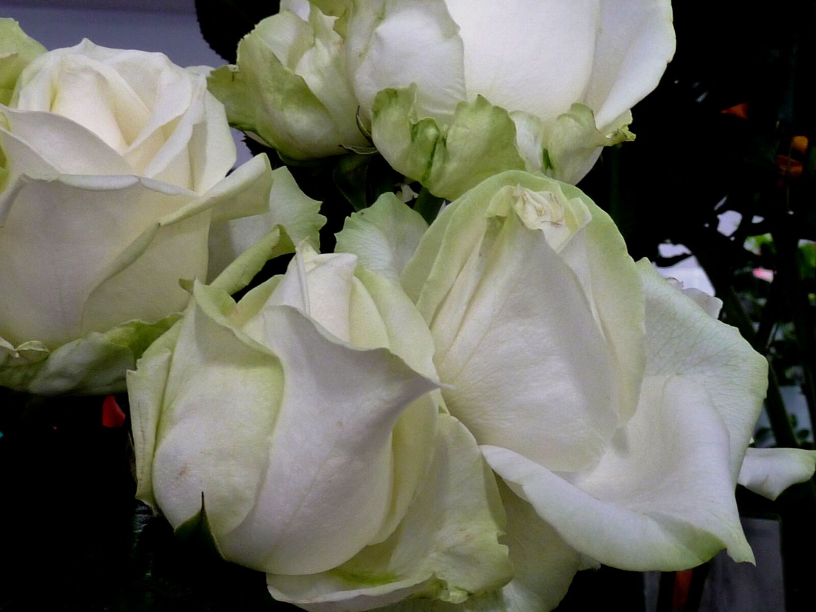 Panasonic DMC-TZ7 sample photo. Rose, white rose, blossom photography