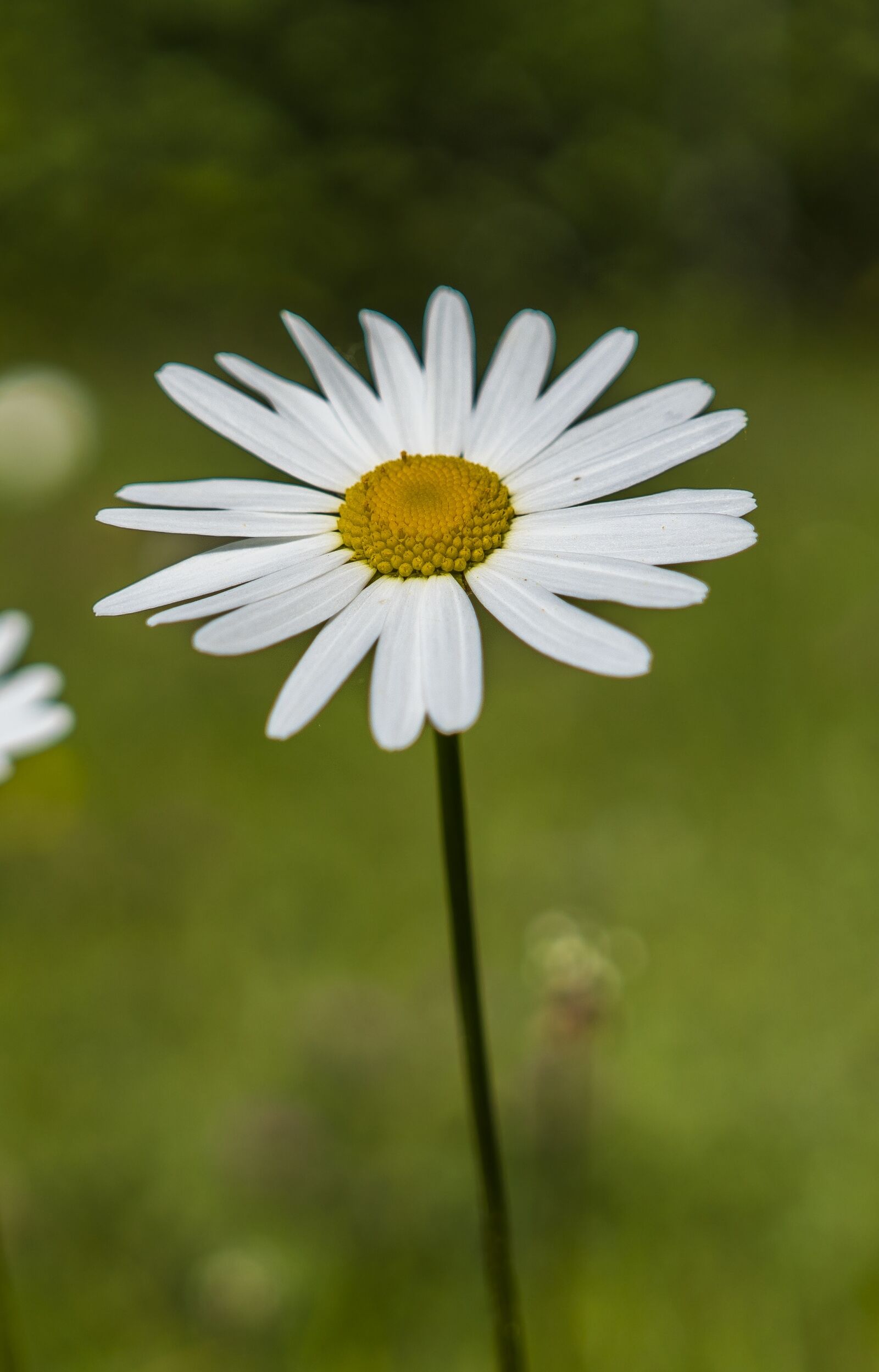 Sony a6300 + Sigma 30mm F2.8 EX DN sample photo. Marguerite, bokeh, plant photography