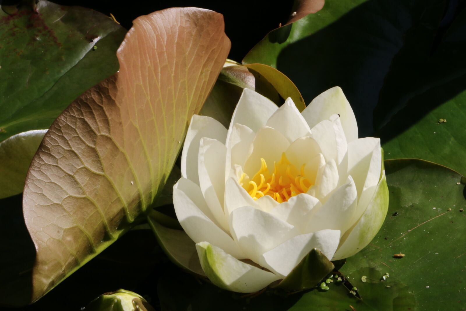 Canon EOS 70D sample photo. Water lilly, flower, pond photography