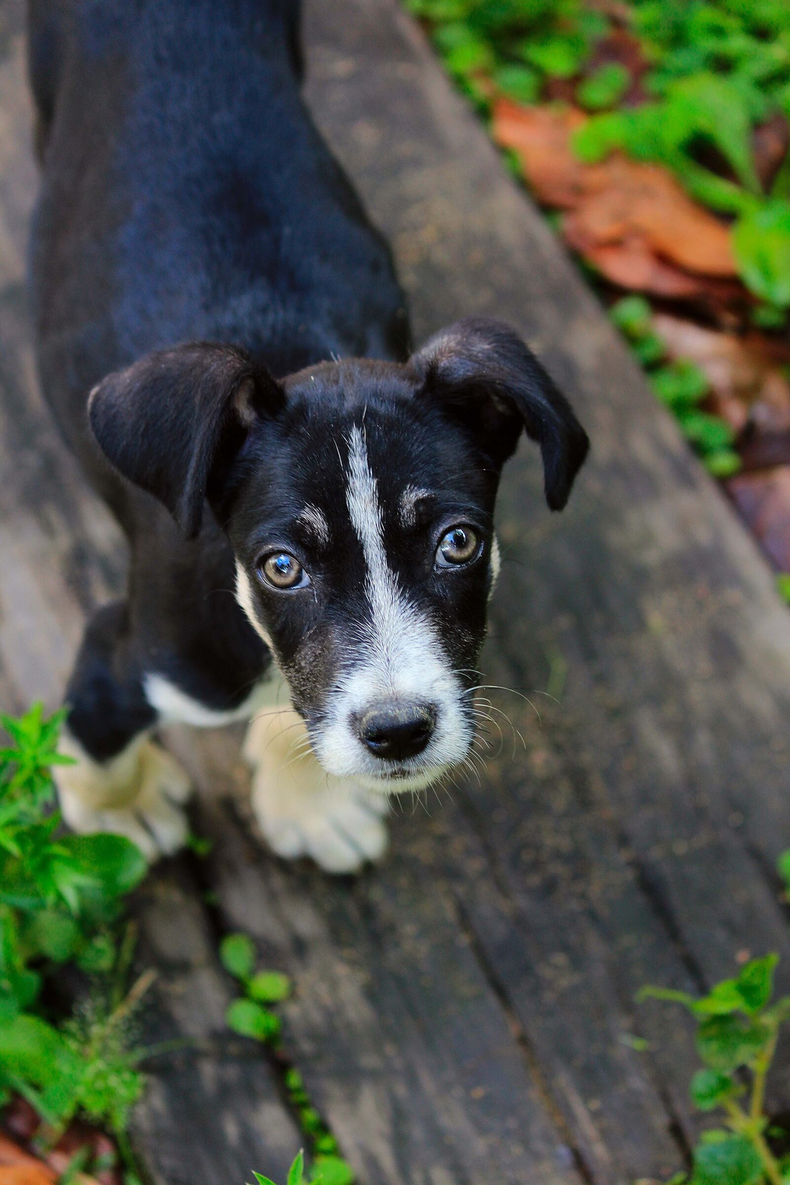 Canon EOS 1200D (EOS Rebel T5 / EOS Kiss X70 / EOS Hi) sample photo. Dog, look, mutt photography