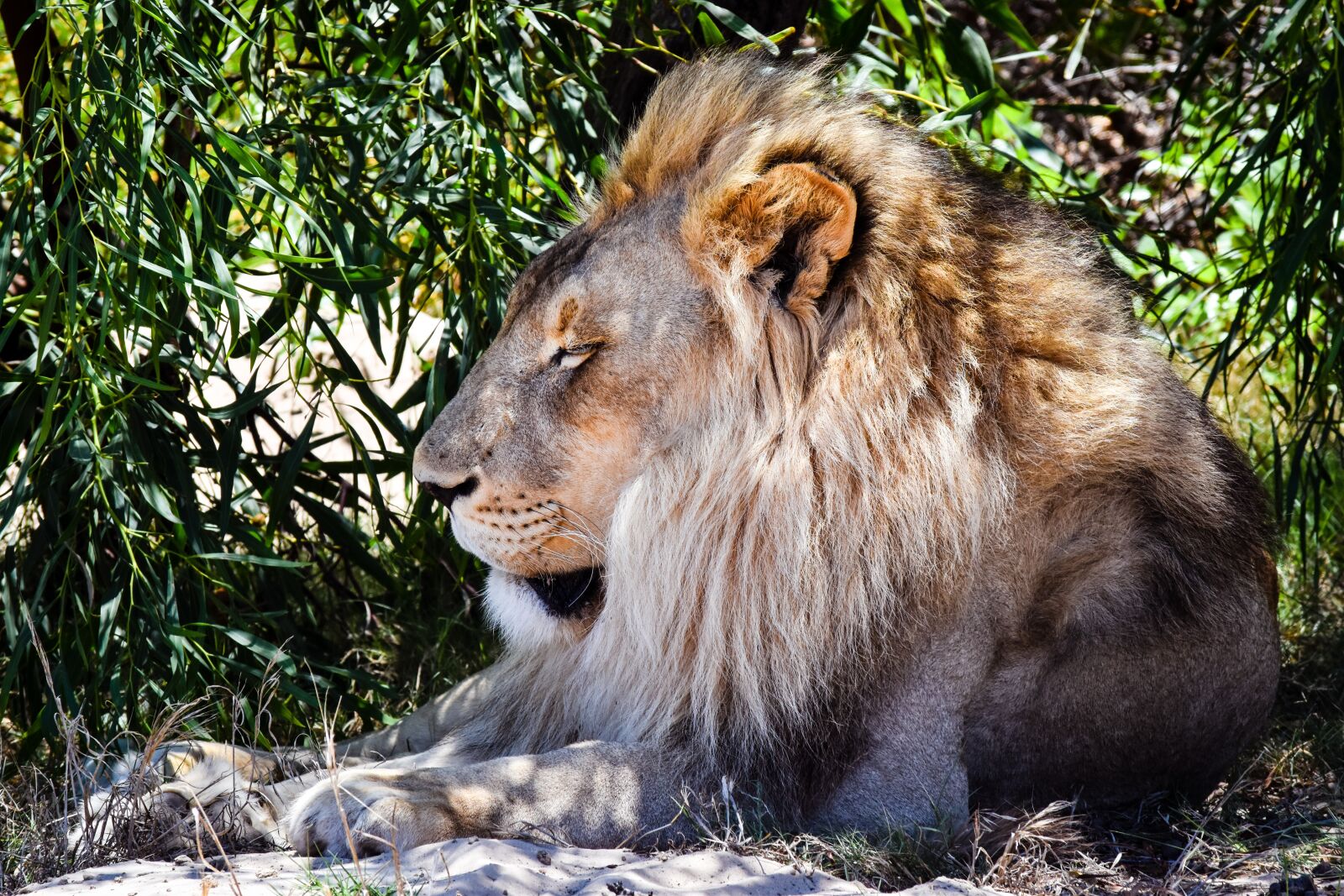 Nikon D5500 sample photo. Lion, nature, wildlife photography