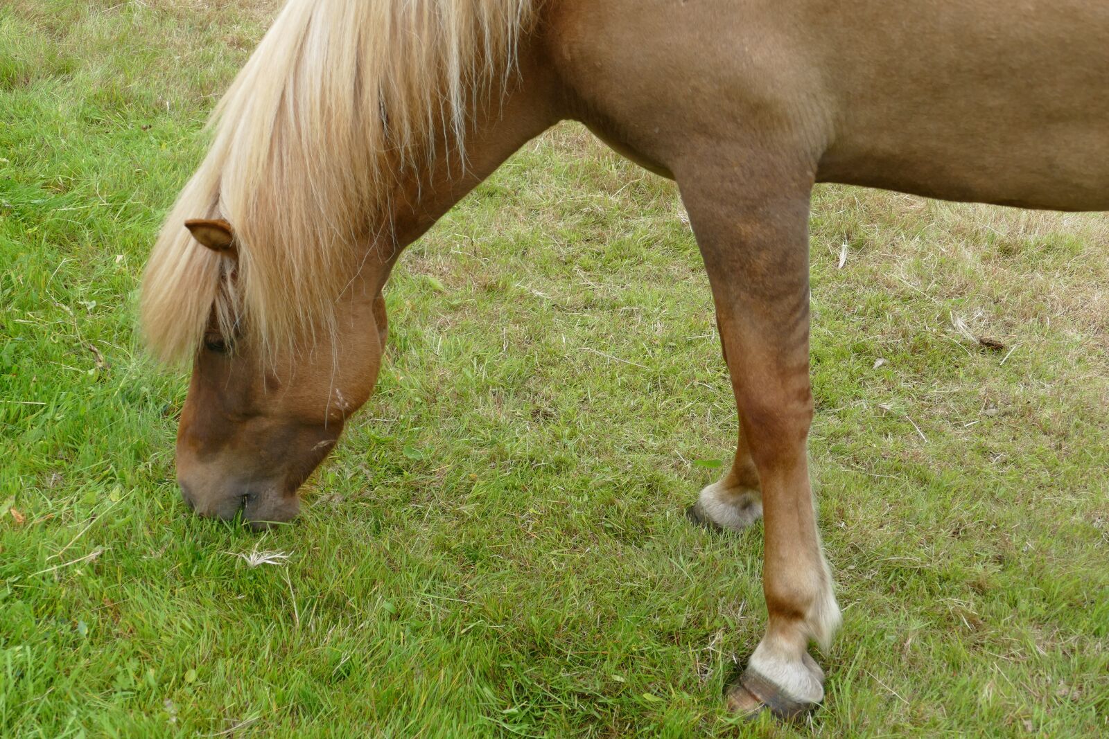 Panasonic Lumix DMC-FZ1000 sample photo. Horse, iceland, iceland horse photography