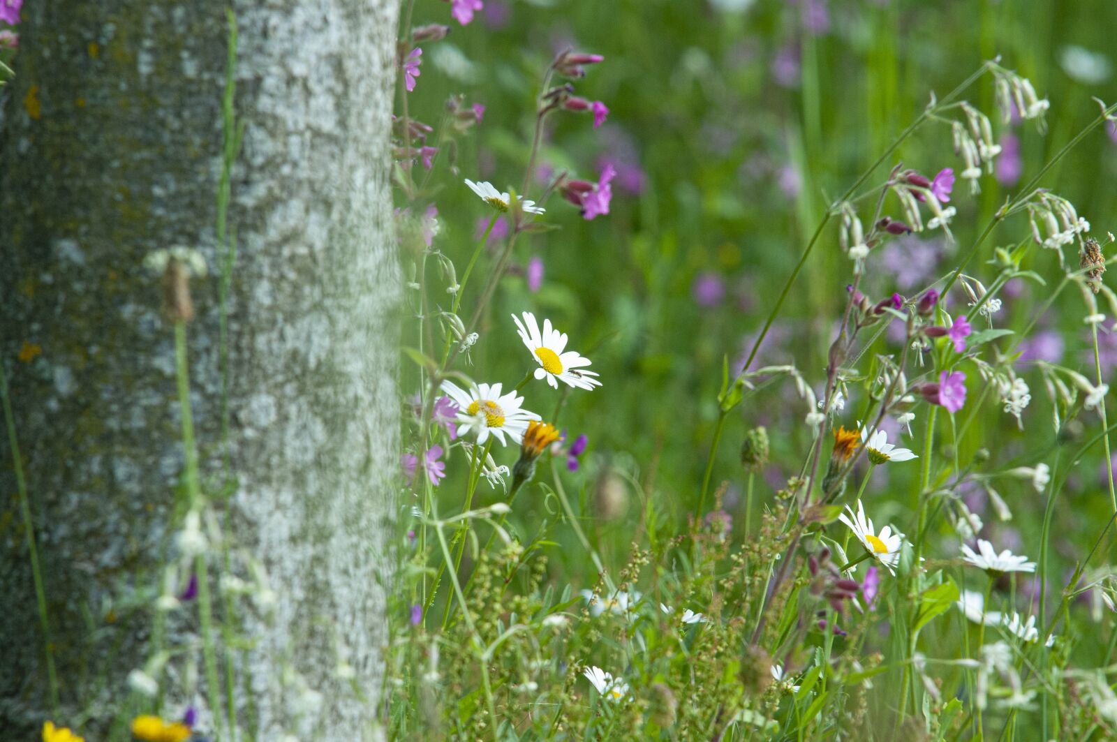 Nikon D300S sample photo. Marguerite, meadow, wildflowers photography