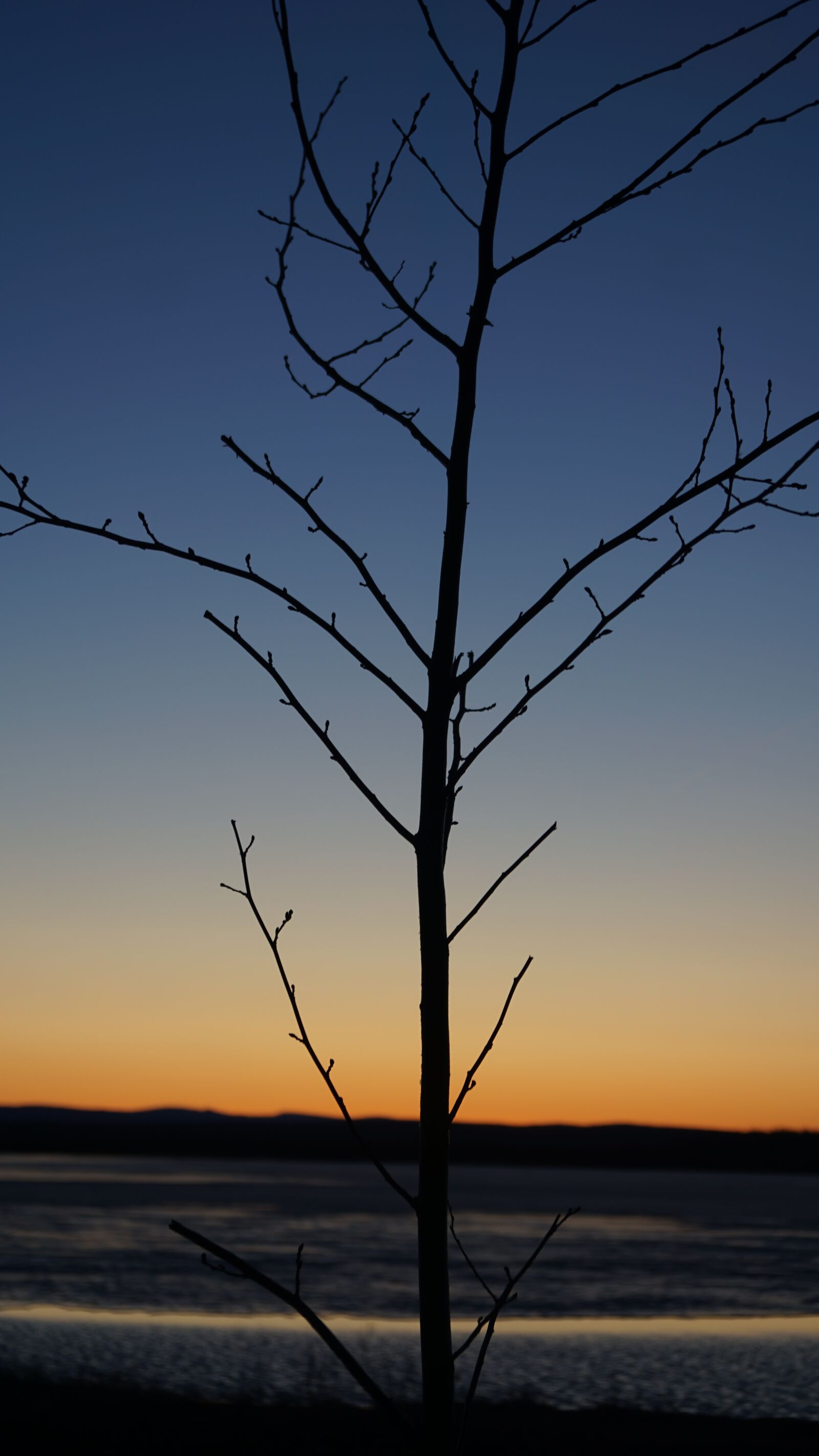 Sony a6000 + Sony Vario-Tessar T* E 16-70mm F4 ZA OSS sample photo. Tree, branch, sky photography