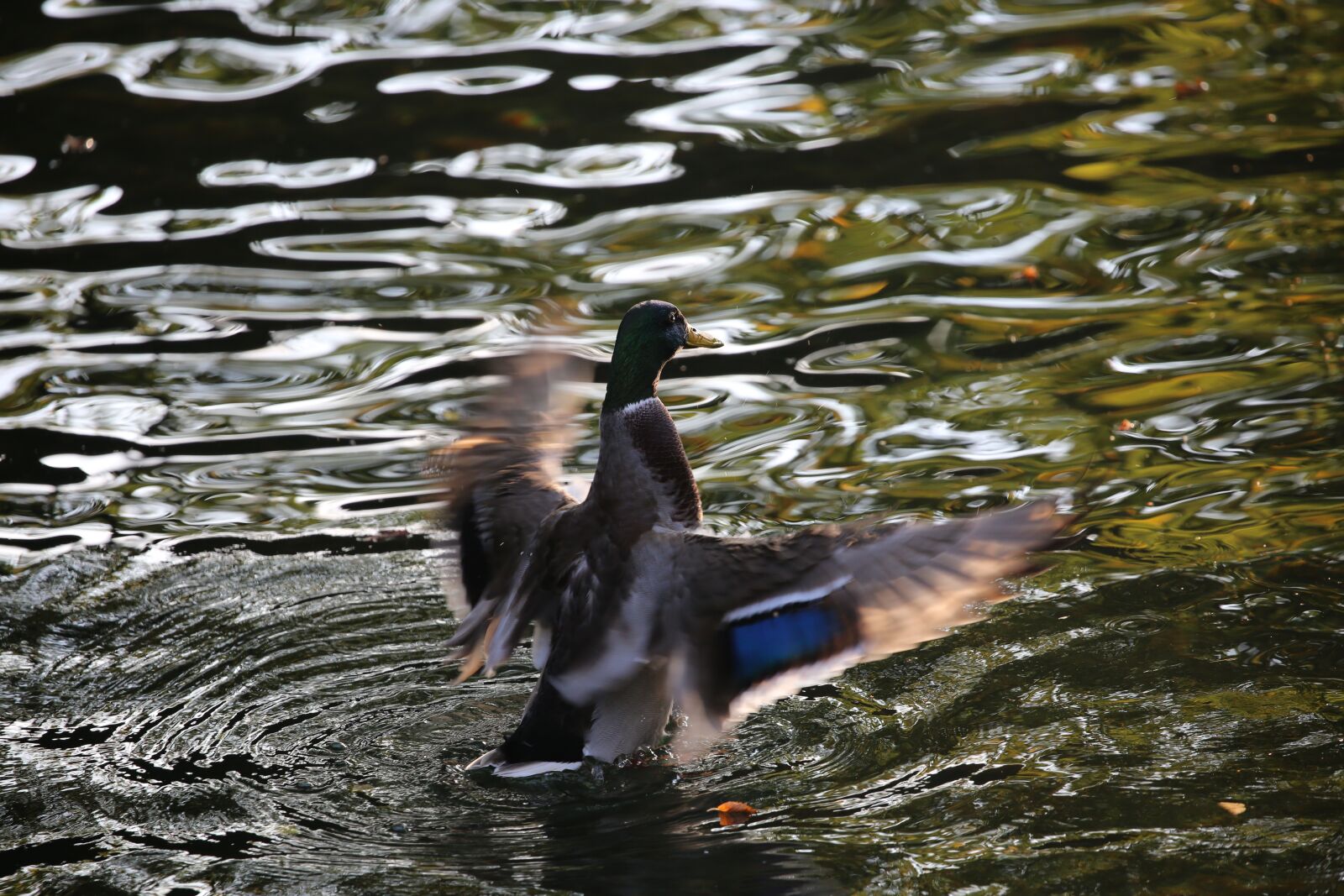 Canon EOS 5D Mark III sample photo. Duck, drake, bird photography