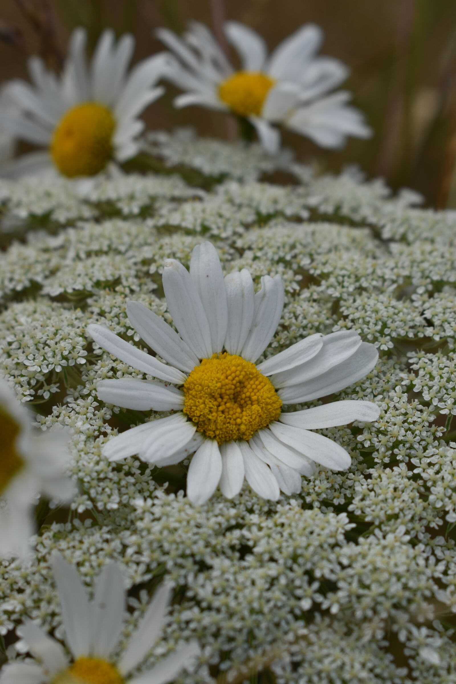 Nikon D3500 sample photo. Flowers, white, daisy photography