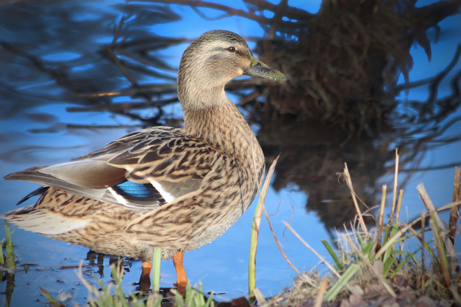 Canon EOS 800D (EOS Rebel T7i / EOS Kiss X9i) sample photo. Mallard, duck, water bird photography