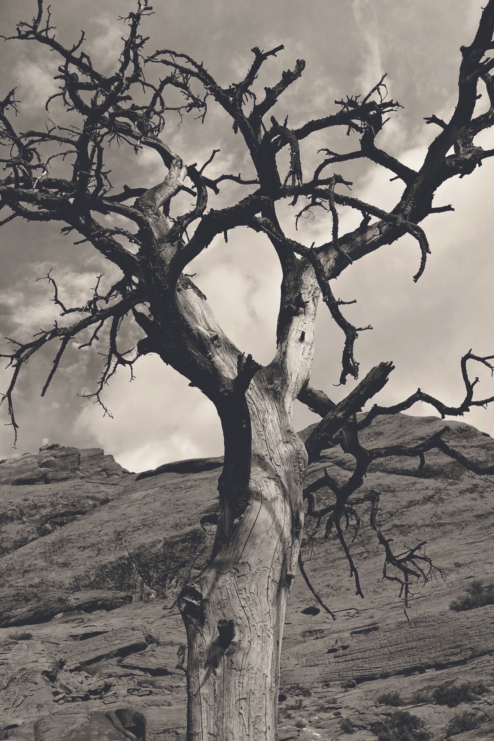 Canon EOS 70D sample photo. Tree, nature, landscape photography
