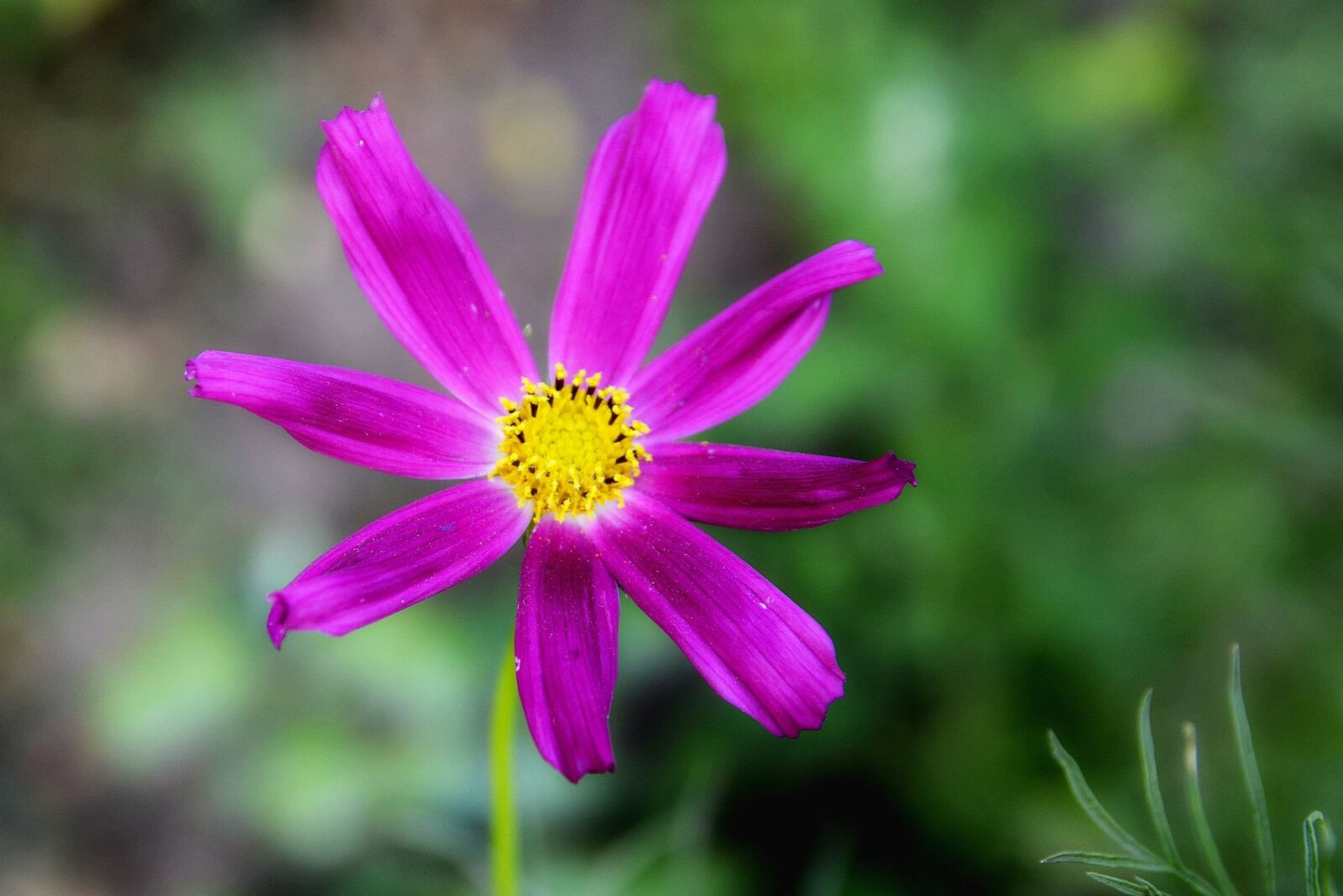 Nikon D5100 sample photo. Nature, flowers, handsomely photography