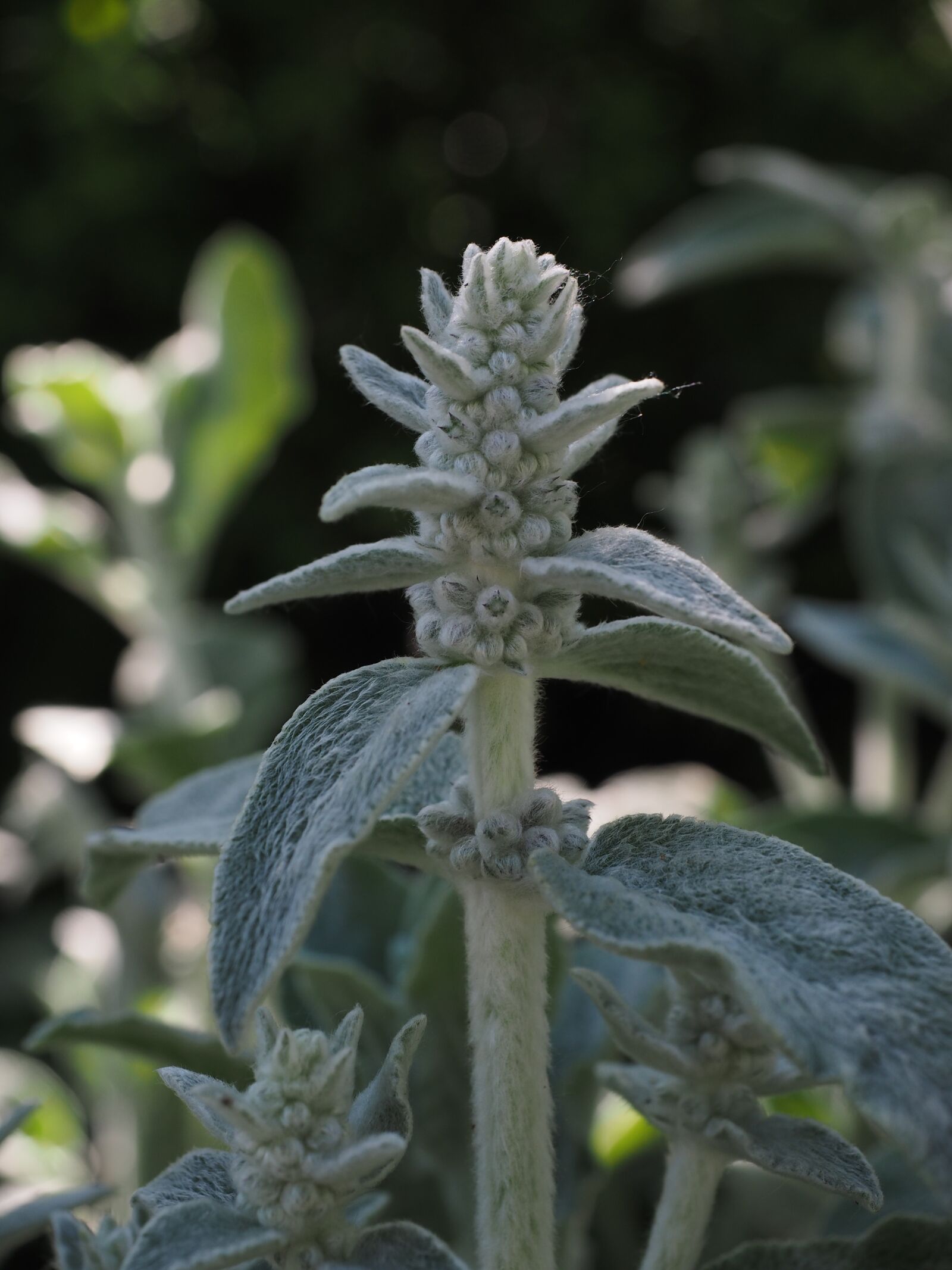 Olympus OM-D E-M1 + Olympus M.Zuiko Digital ED 12-40mm F2.8 Pro sample photo. Stachys wool, stachys, flowers photography
