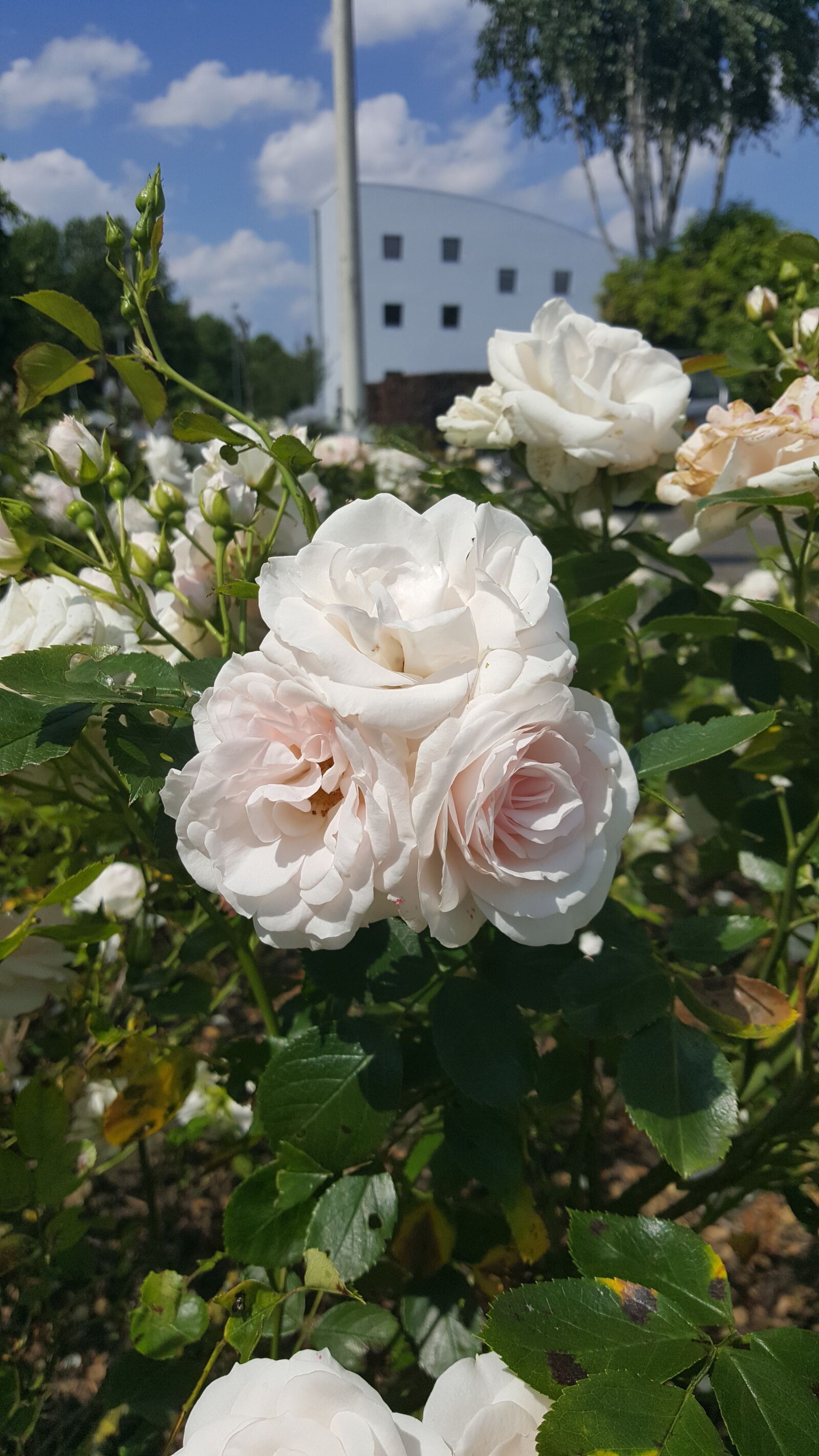 Samsung Galaxy Note5 sample photo. Love roses, white, flowers photography
