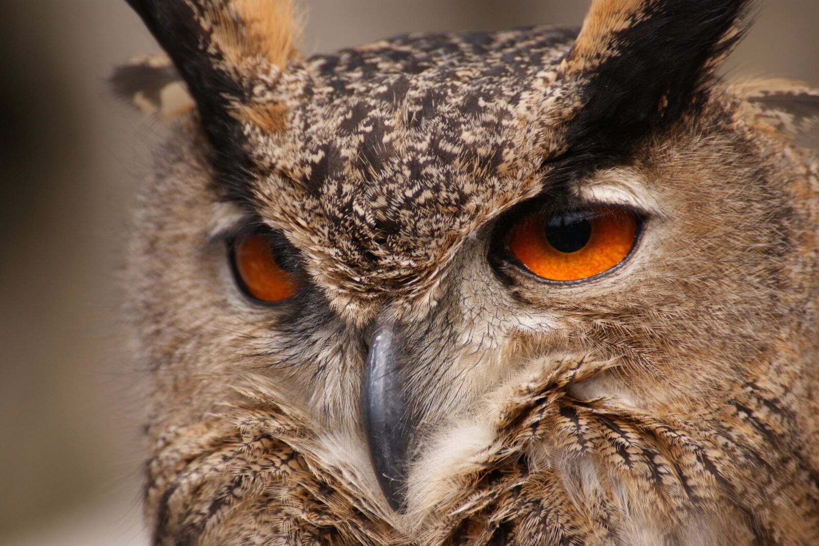 Sony Alpha DSLR-A350 sample photo. Owl, bird, animal photography