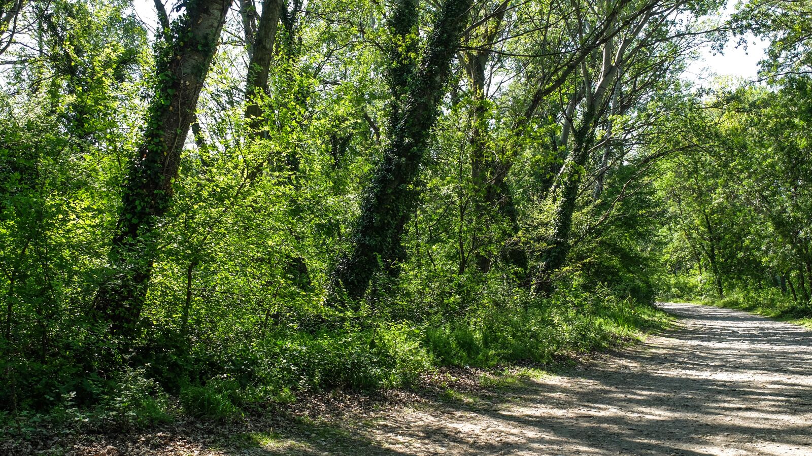 Fujifilm X30 sample photo. Path, forest, wood photography