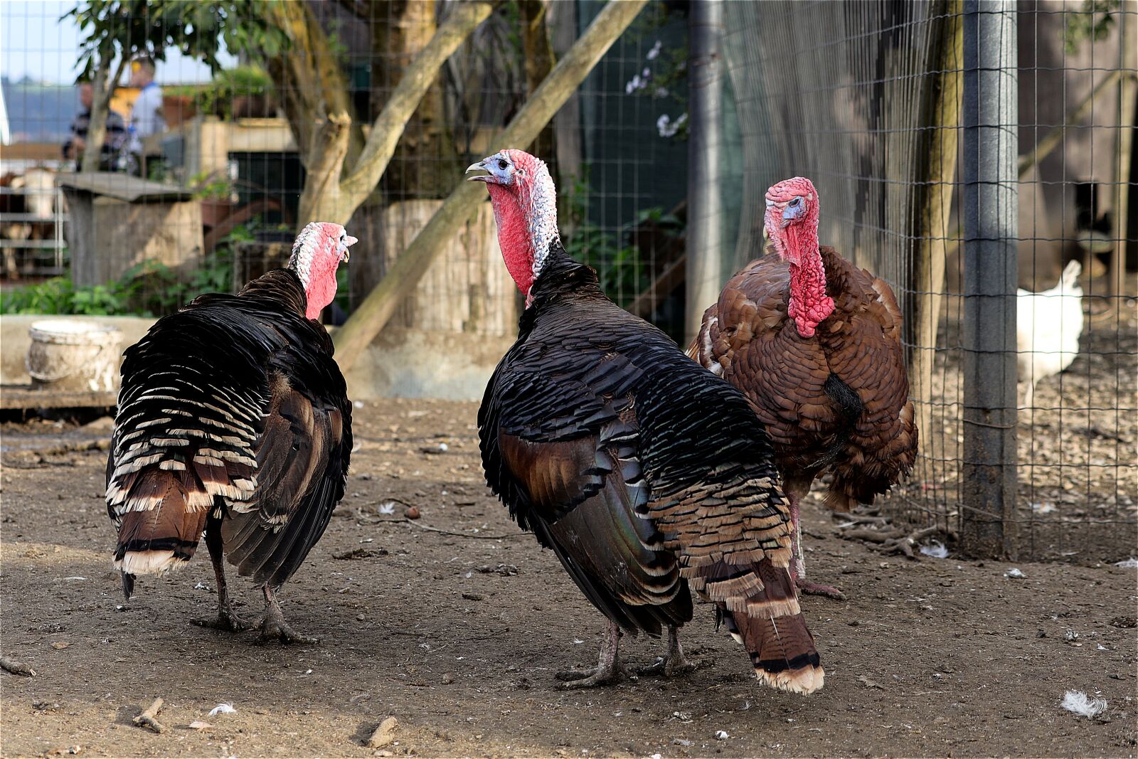 Canon EOS R sample photo. Turkey, birds, poultry photography