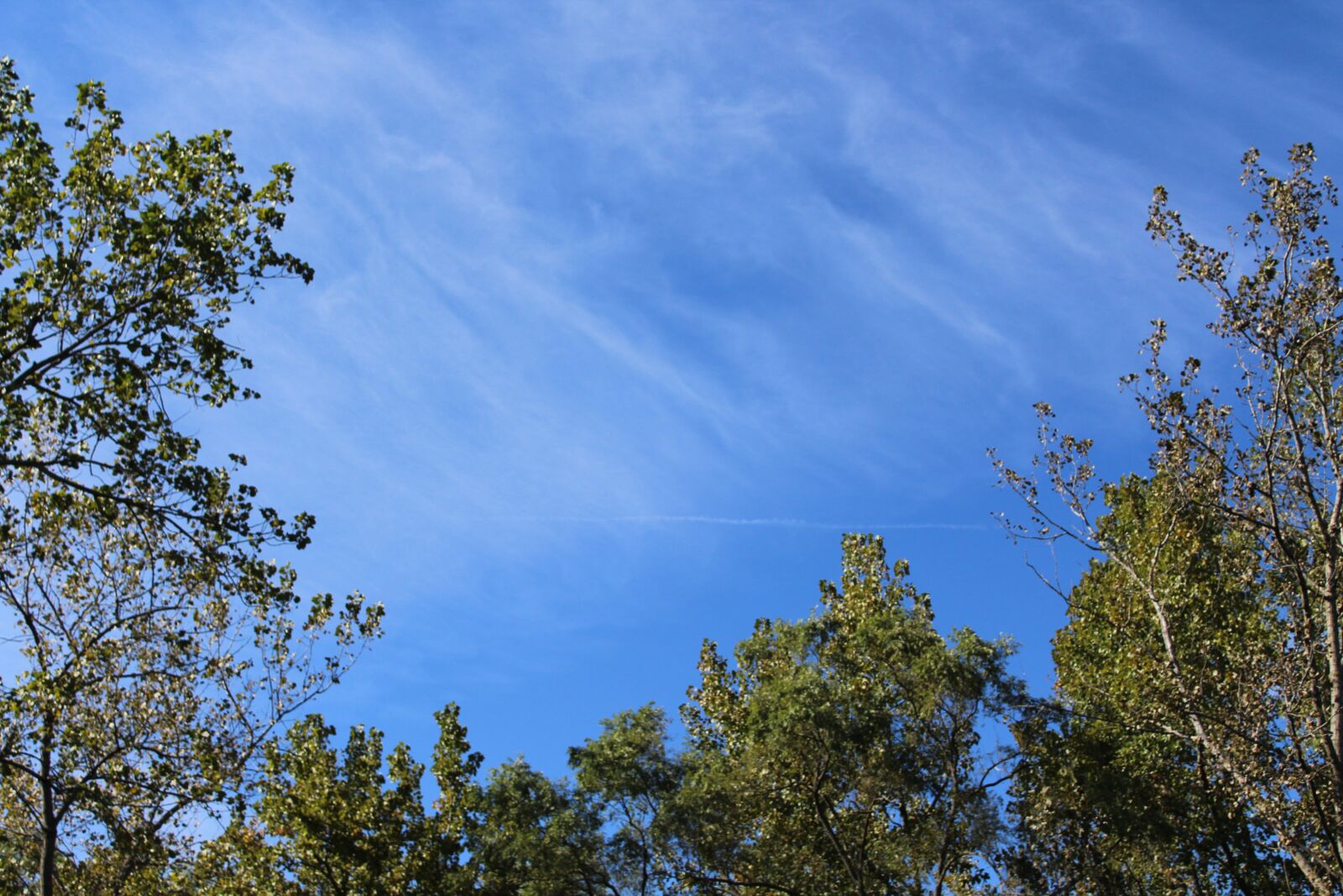Canon EOS 1200D (EOS Rebel T5 / EOS Kiss X70 / EOS Hi) sample photo. Background, trees, nature photography