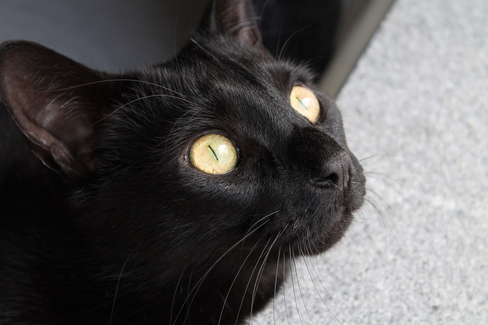 Canon EOS 1100D (EOS Rebel T3 / EOS Kiss X50) sample photo. Cat, black cat, domestic photography