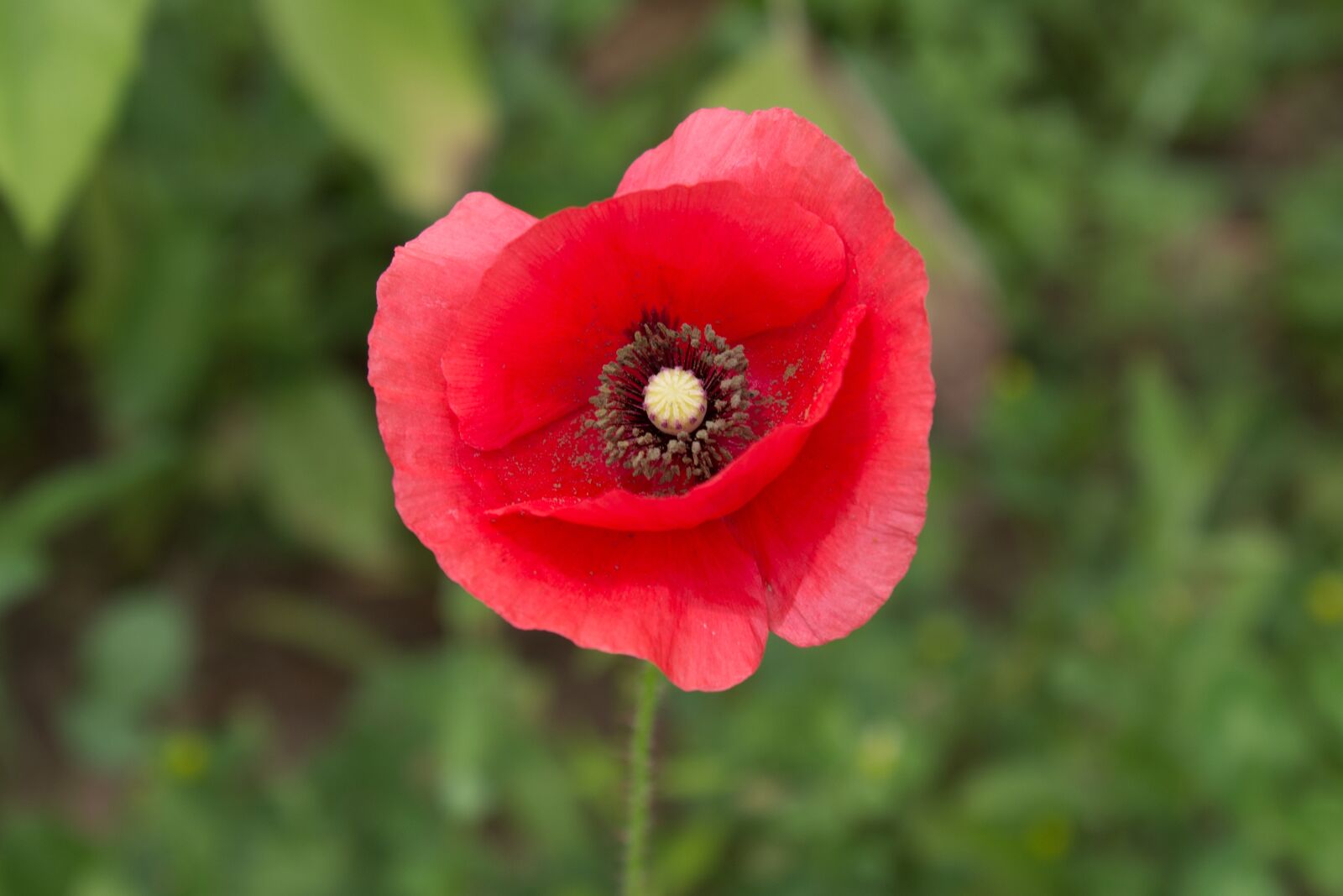 Canon EOS 1200D (EOS Rebel T5 / EOS Kiss X70 / EOS Hi) sample photo. Red, poppy, flower photography