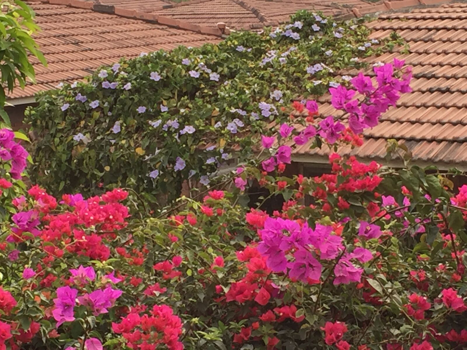 iPhone 6 back camera 4.15mm f/2.2 sample photo. Flowers, garden, india photography