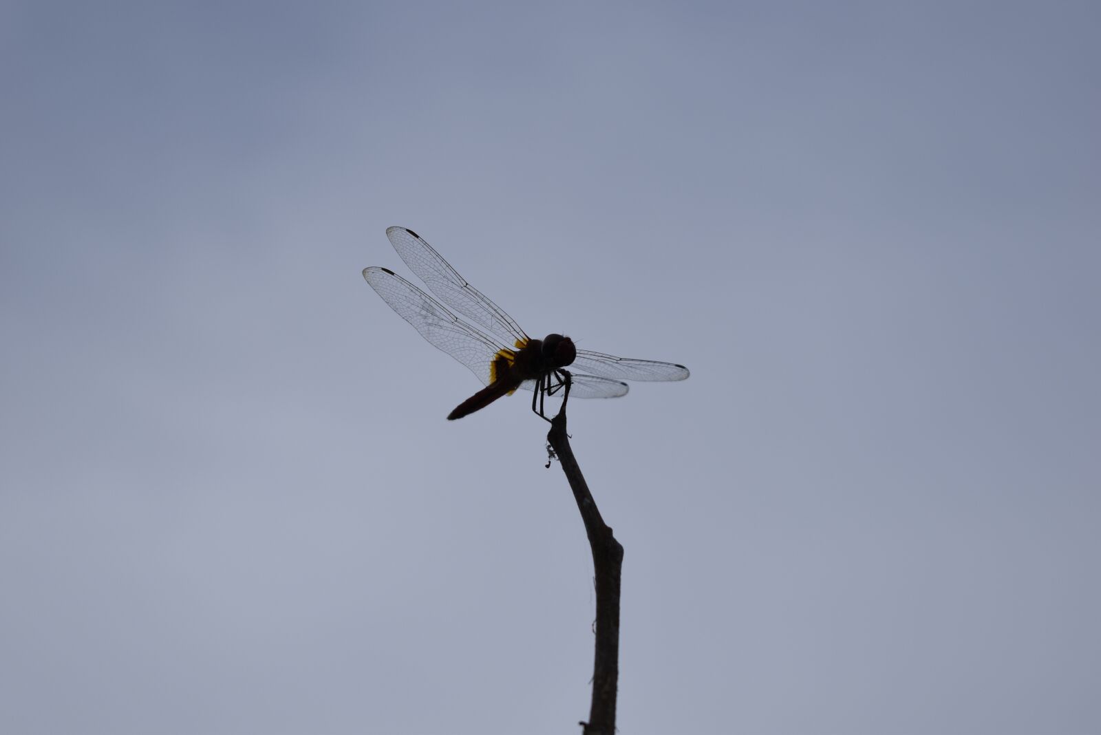 Nikon D5600 sample photo. Natural, butterfly, outdoor photography