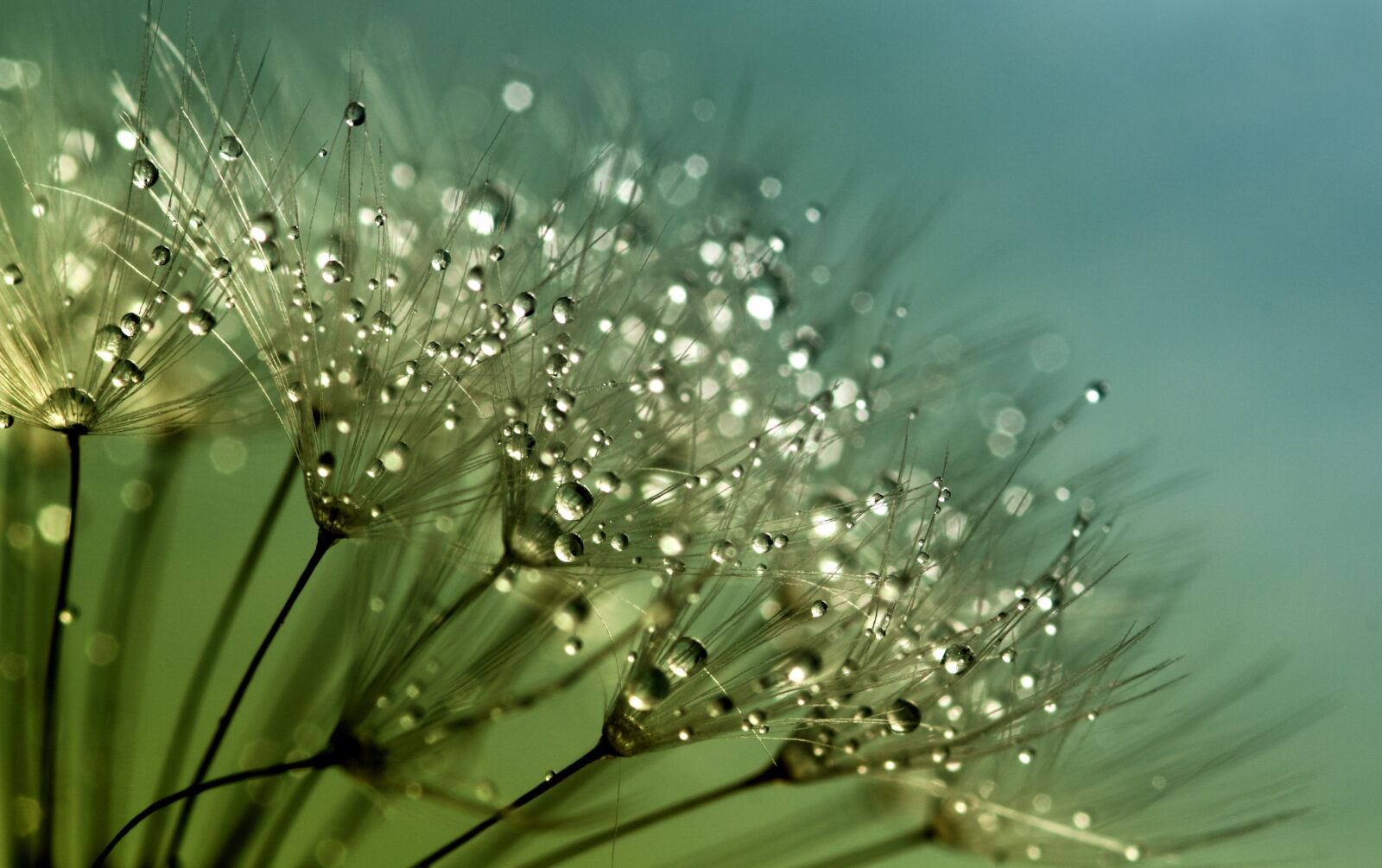 Canon EOS 550D (EOS Rebel T2i / EOS Kiss X4) sample photo. Blowball, blowballs, dandelion, seed photography