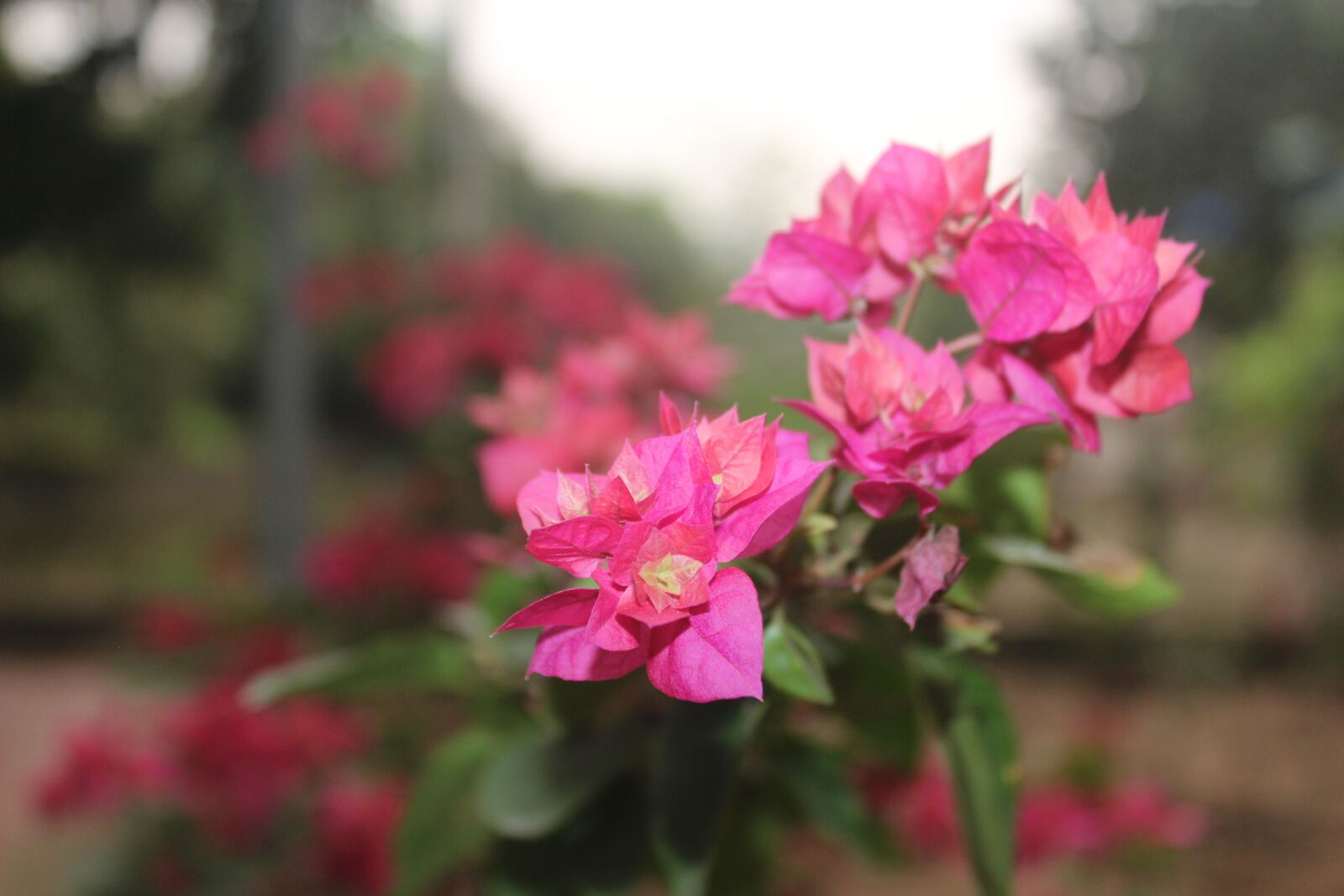Canon EOS 700D (EOS Rebel T5i / EOS Kiss X7i) sample photo. Flower, pink, garden photography