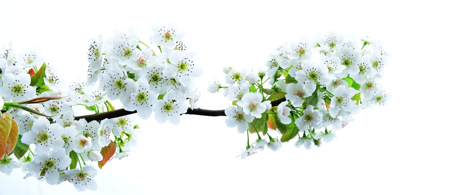 Nikon D810 sample photo. Pear flower, orchard, spring photography