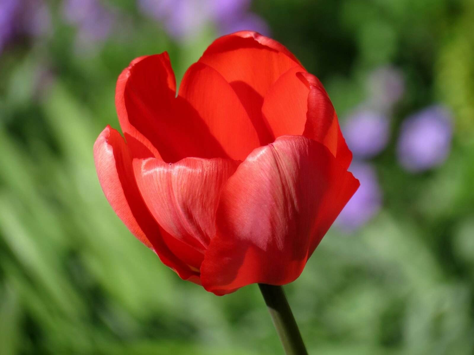 Canon PowerShot SX40 HS sample photo. Tulip, red, blossom photography