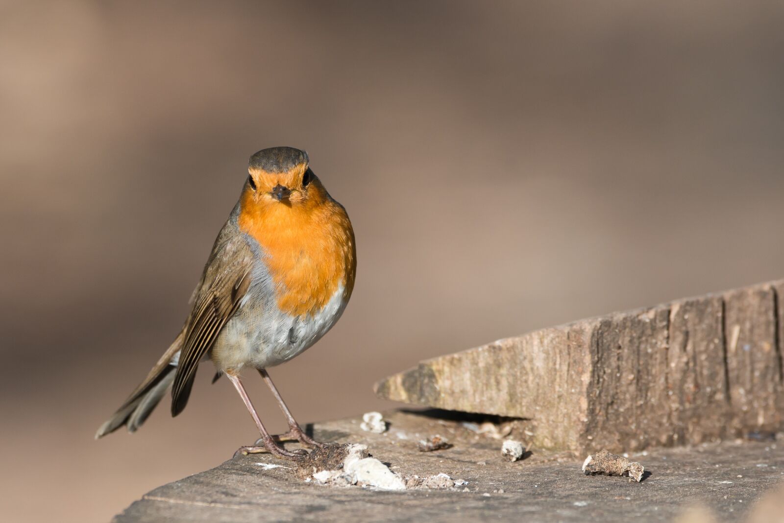 Nikon D800 sample photo. Robin, bird, erithacus rubecula photography