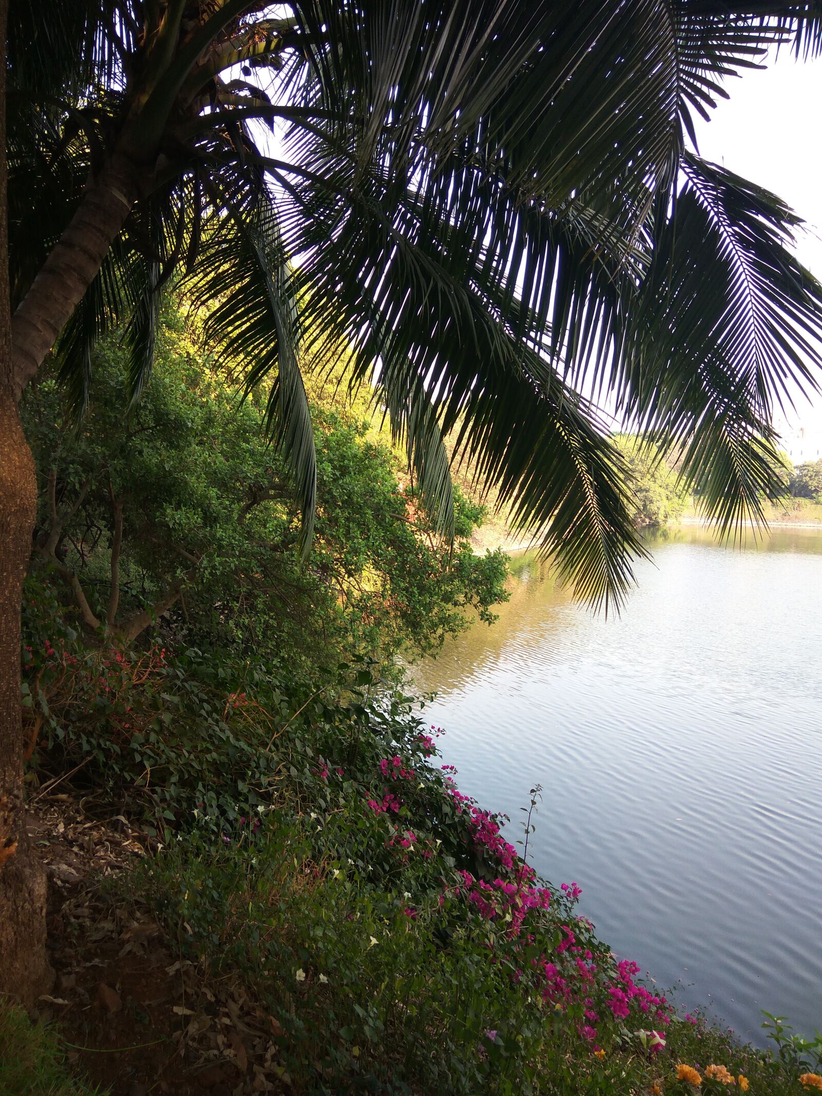 Xiaomi Redmi Note3 sample photo. Lake, pond, nature photography