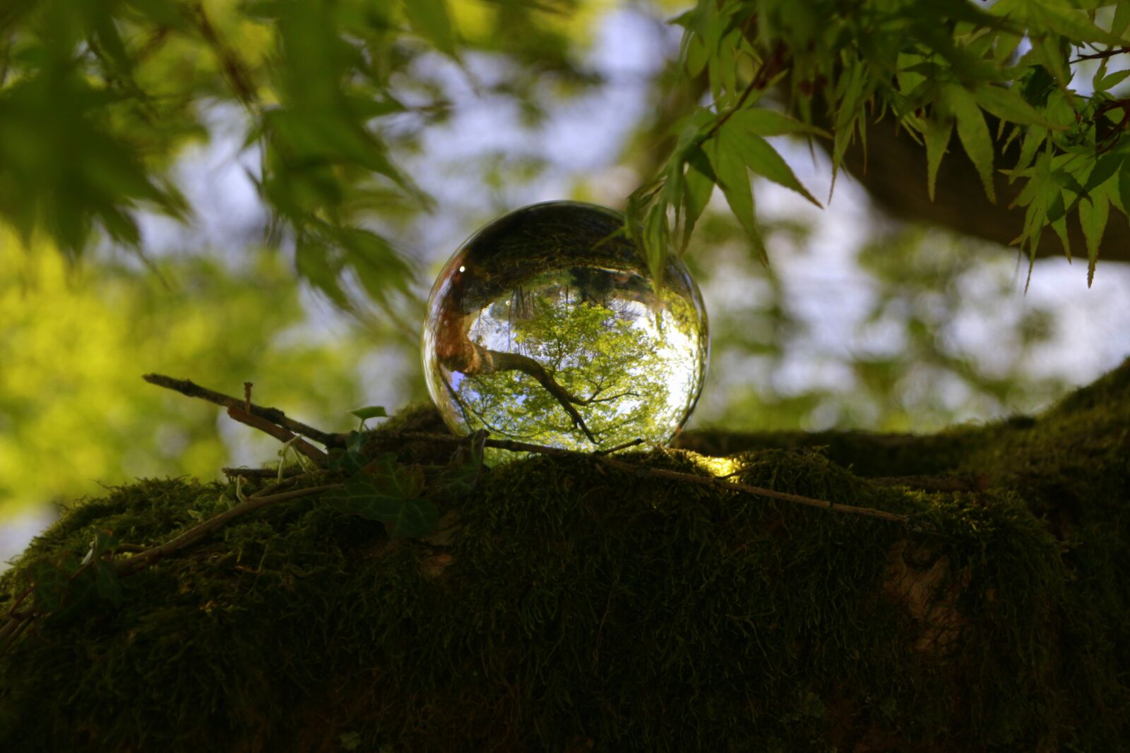 Canon EOS 100D (EOS Rebel SL1 / EOS Kiss X7) + Canon TS-E 90mm F2.8 Tilt-Shift sample photo. Nature, tree, spring photography