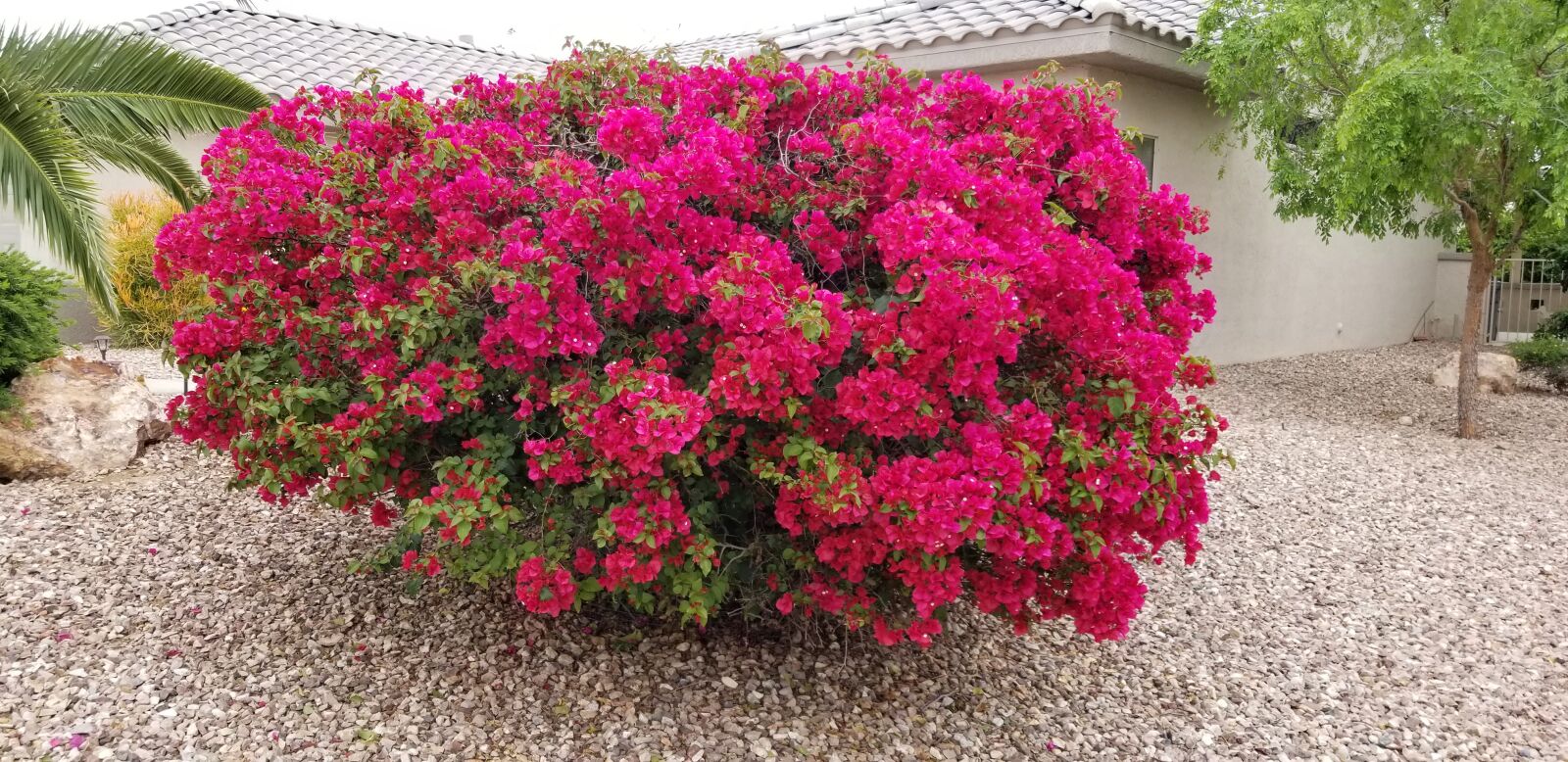 Samsung Galaxy S8 sample photo. Flowers, pink, bush photography