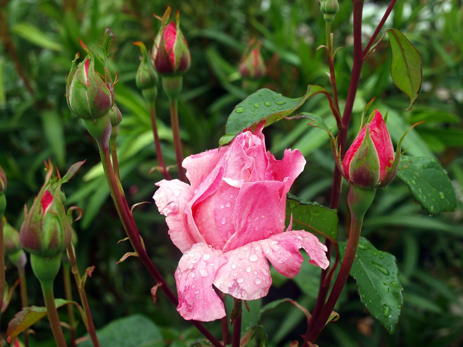 Olympus E-420 (EVOLT E-420) sample photo. Flower buds pink, flower photography