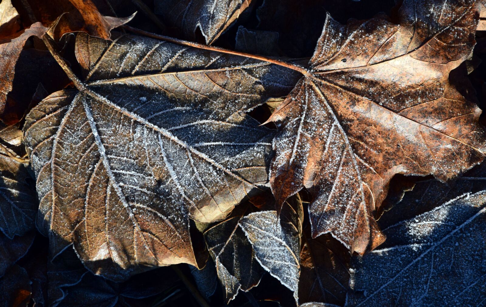 Nikon D3300 sample photo. Leaves, autumn, fall foliage photography