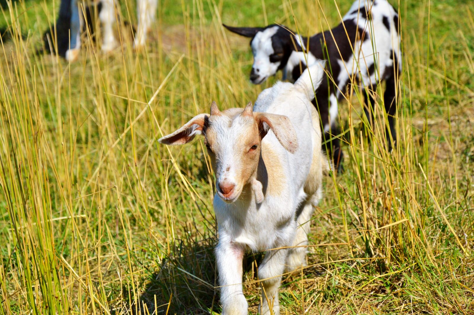 Nikon D3200 sample photo. Goat, prima donna, geiss photography