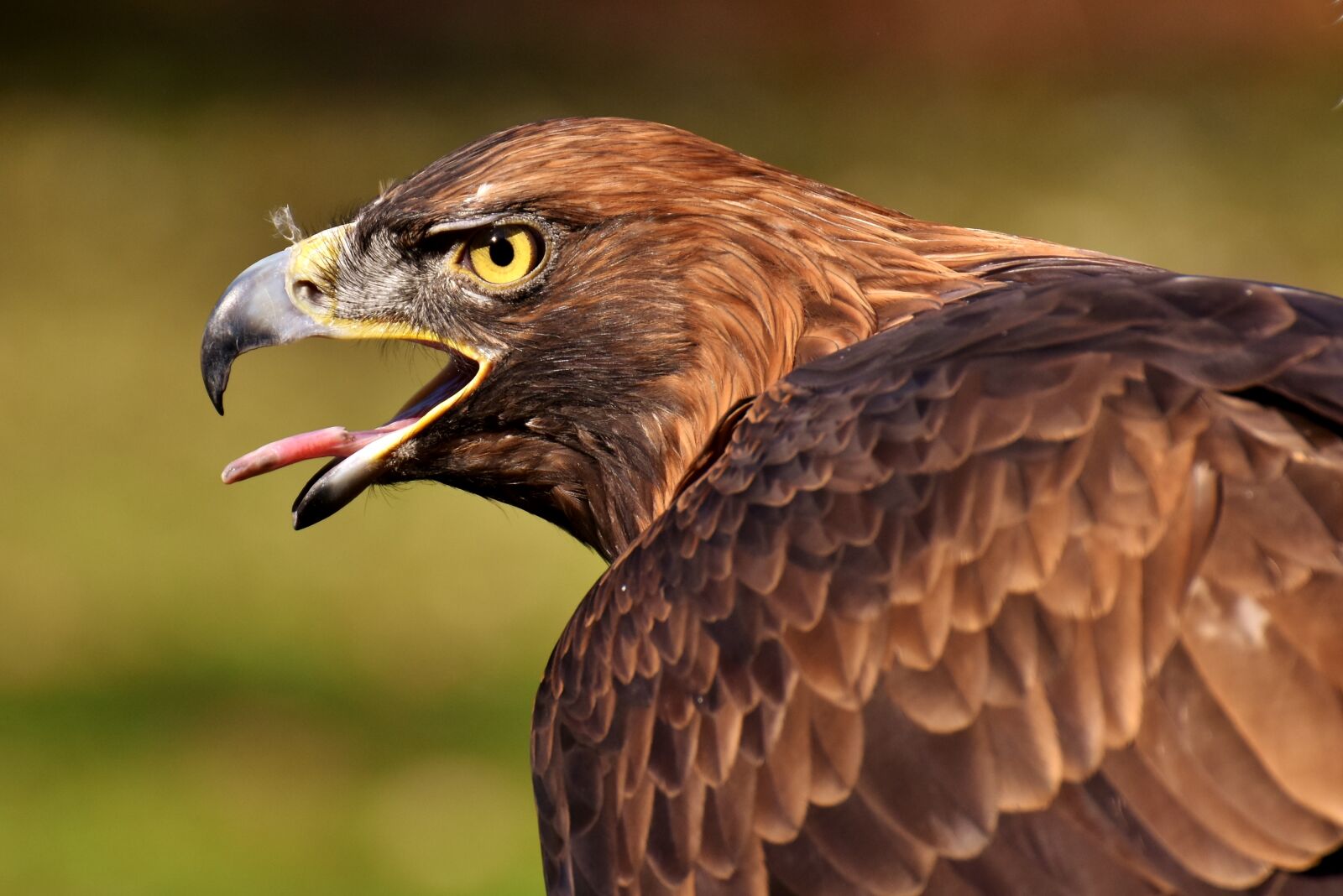 Nikon D7200 sample photo. Adler, raptor, bird of photography