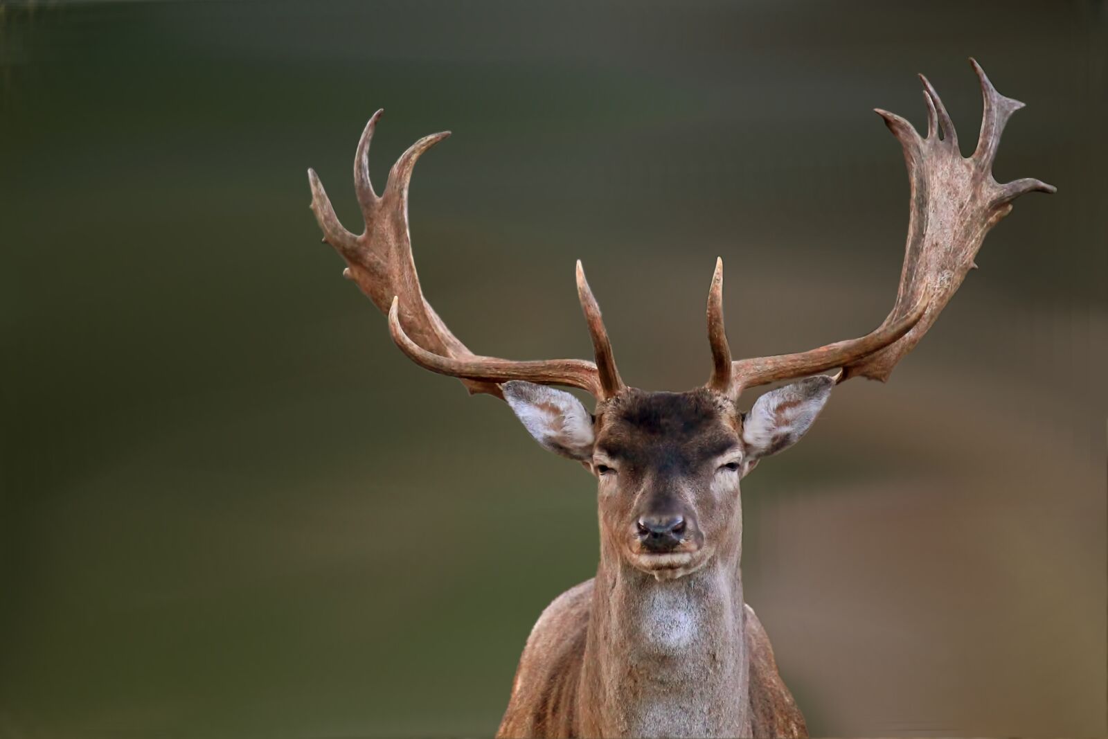 Canon EOS 1100D (EOS Rebel T3 / EOS Kiss X50) sample photo. Hirsch, fallow deer, wild photography