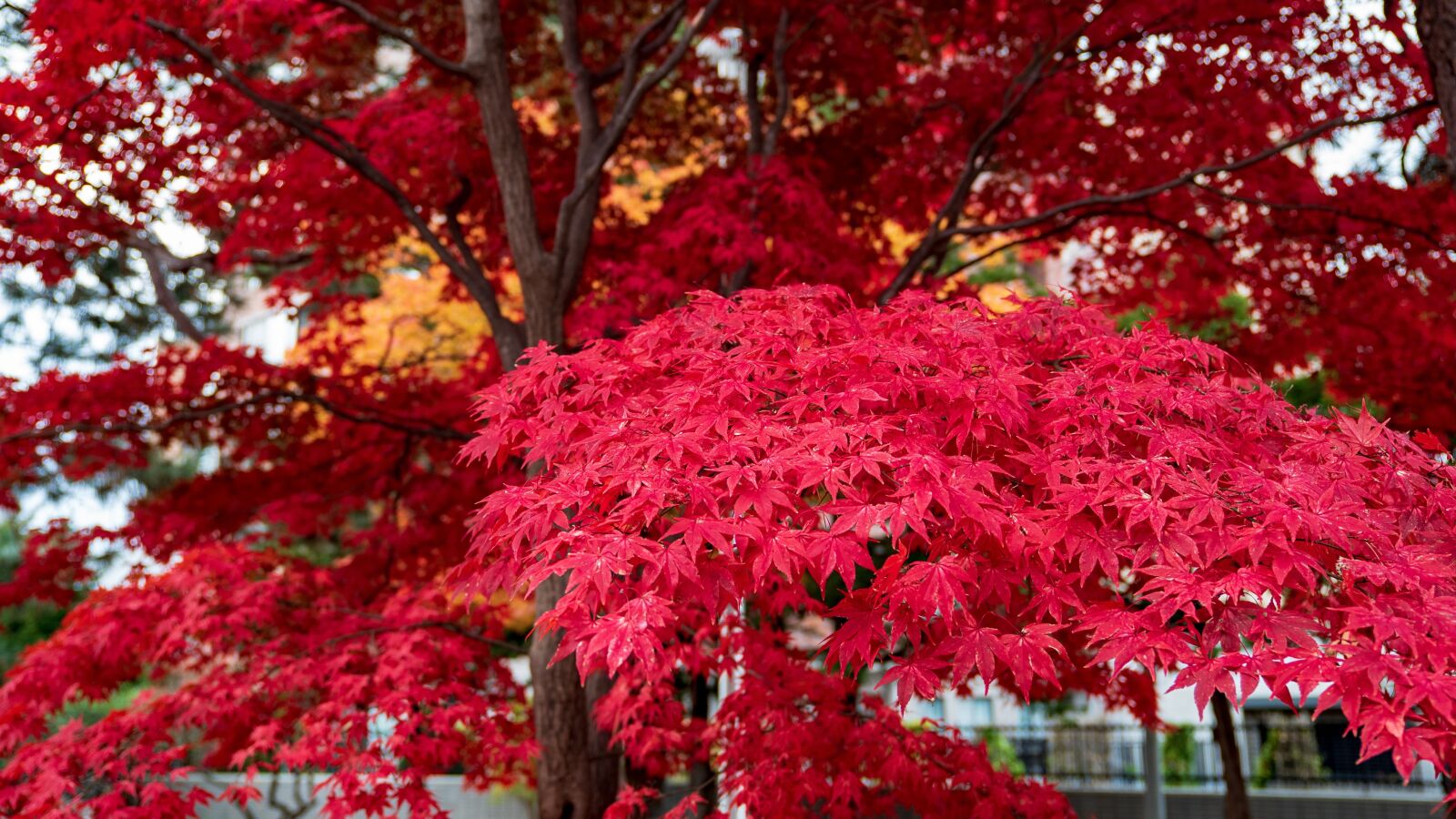 Sony a7S + Sony FE 24-70mm F2.8 GM sample photo. Autumnal leaves, sapporo, nakajima photography