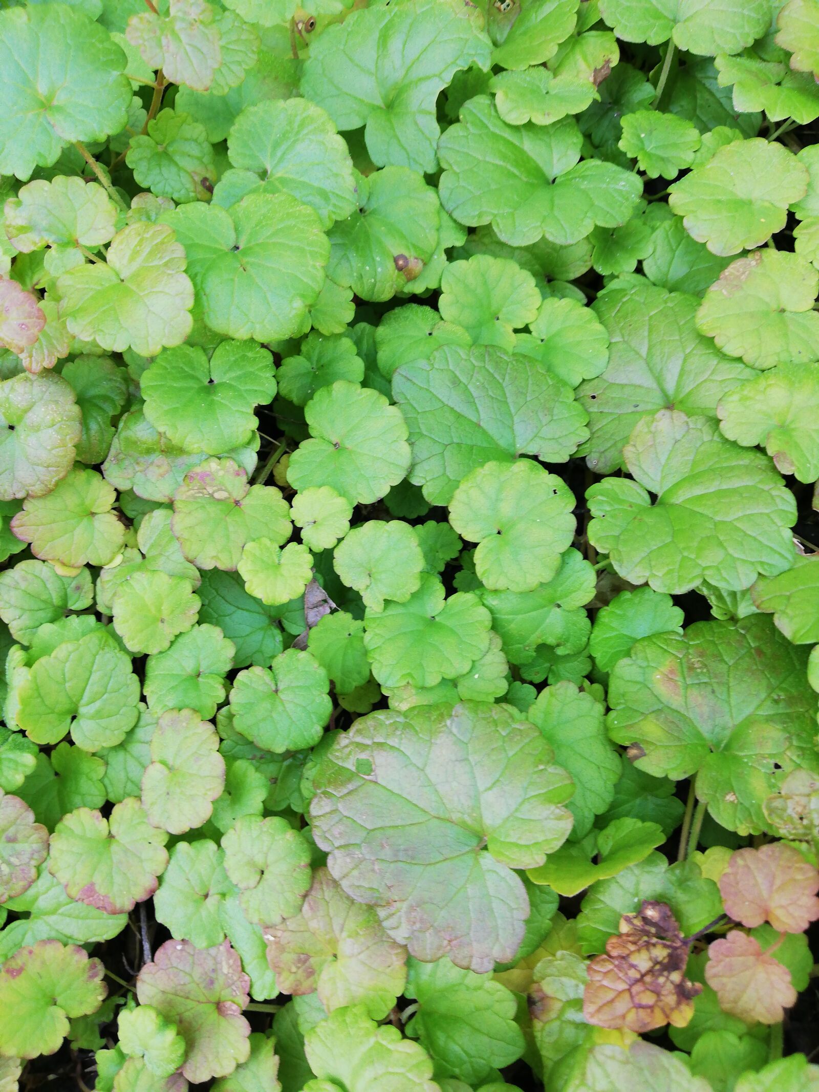 HUAWEI ANE-LX1 sample photo