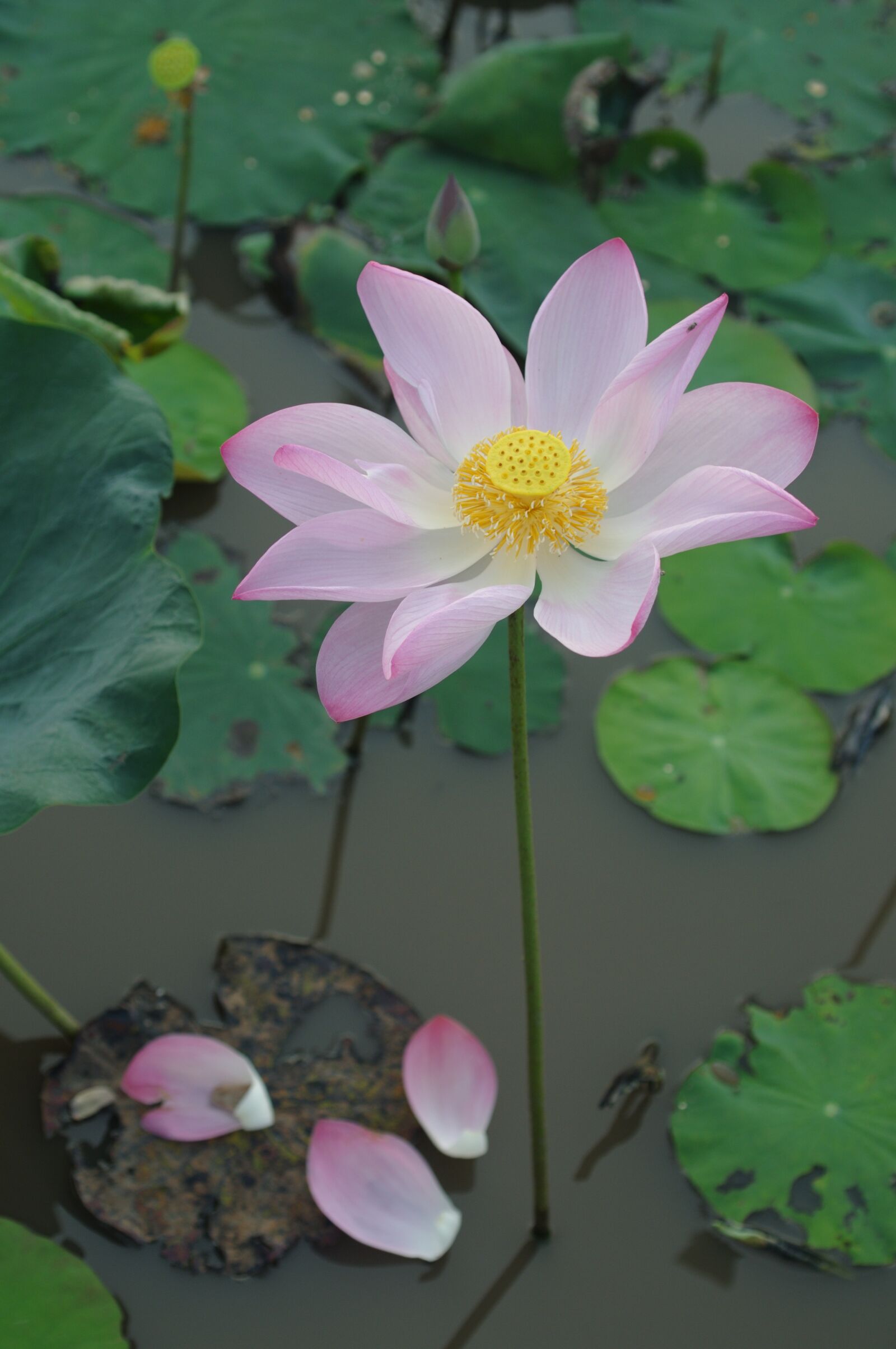 Nikon D300S sample photo. Lotus, flower, green photography
