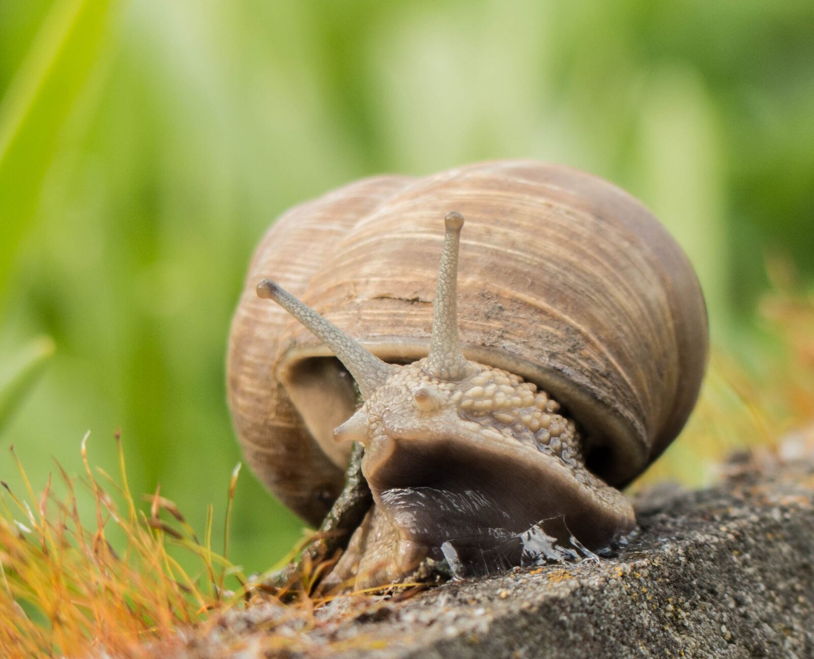 Panasonic Lumix DMC-FZ200 sample photo. Snail, mollusk, crawl photography