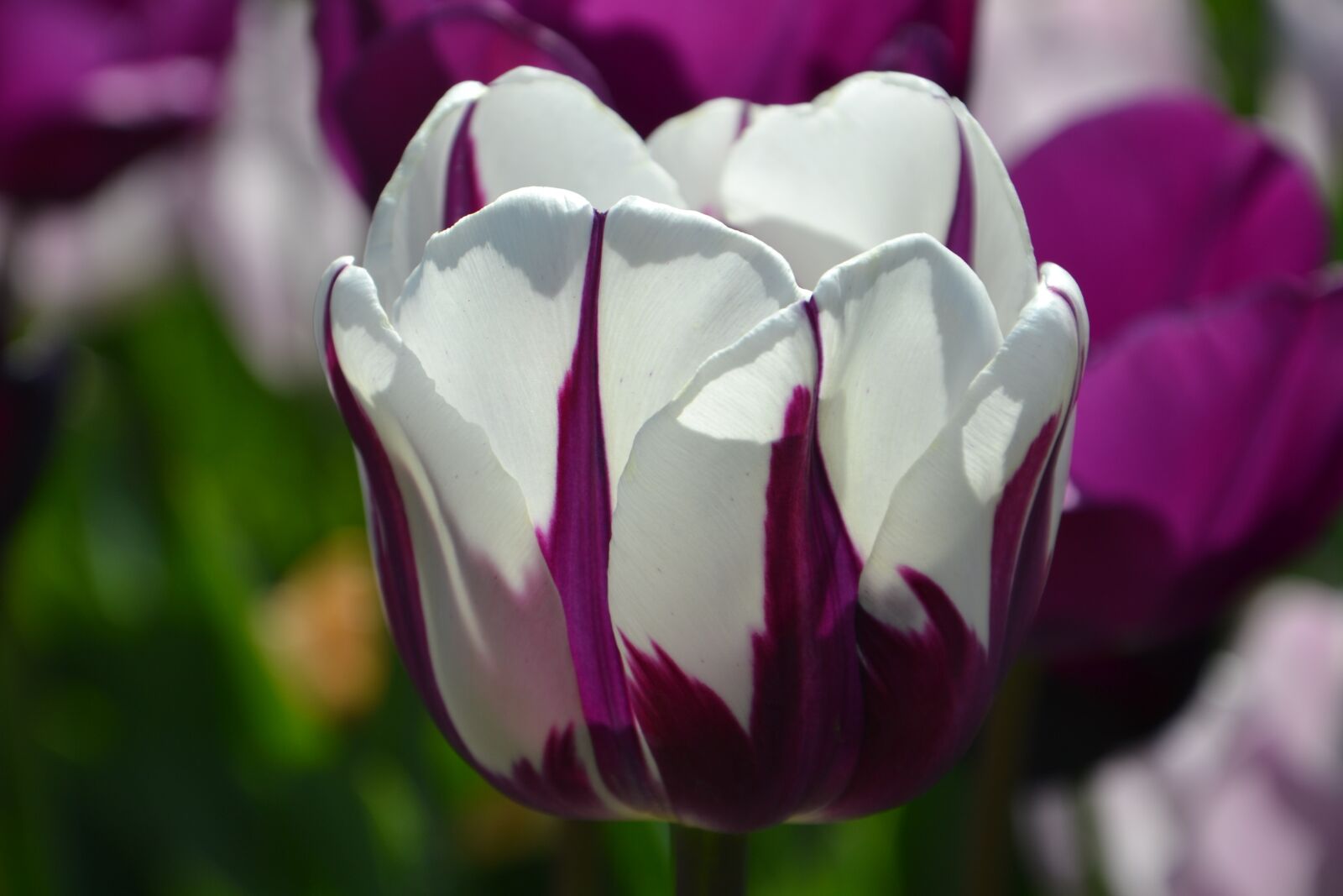 Nikon D3100 sample photo. Flower, nature, plant photography