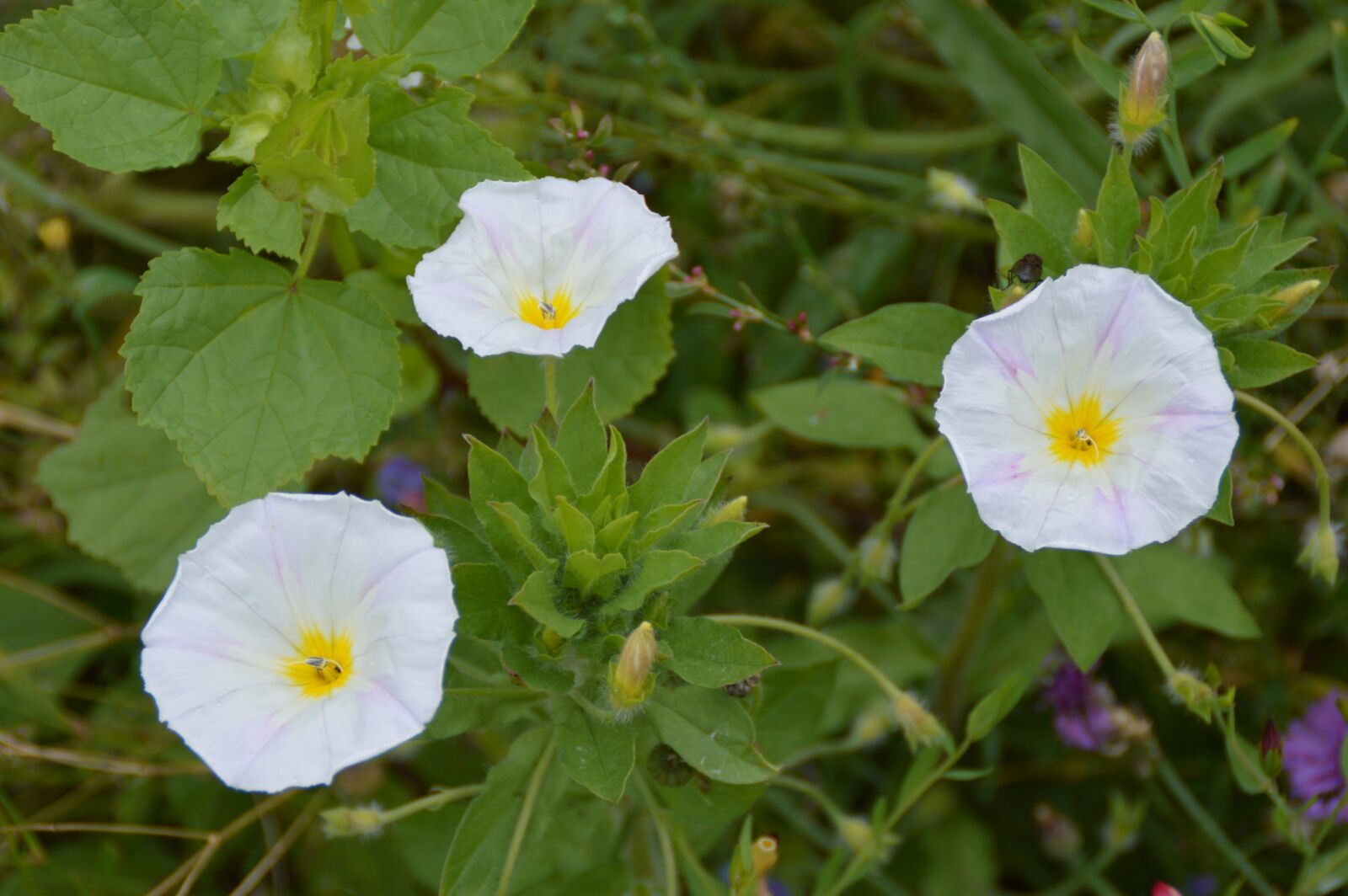 Nikon D3200 sample photo. Vetch, white, flowers photography