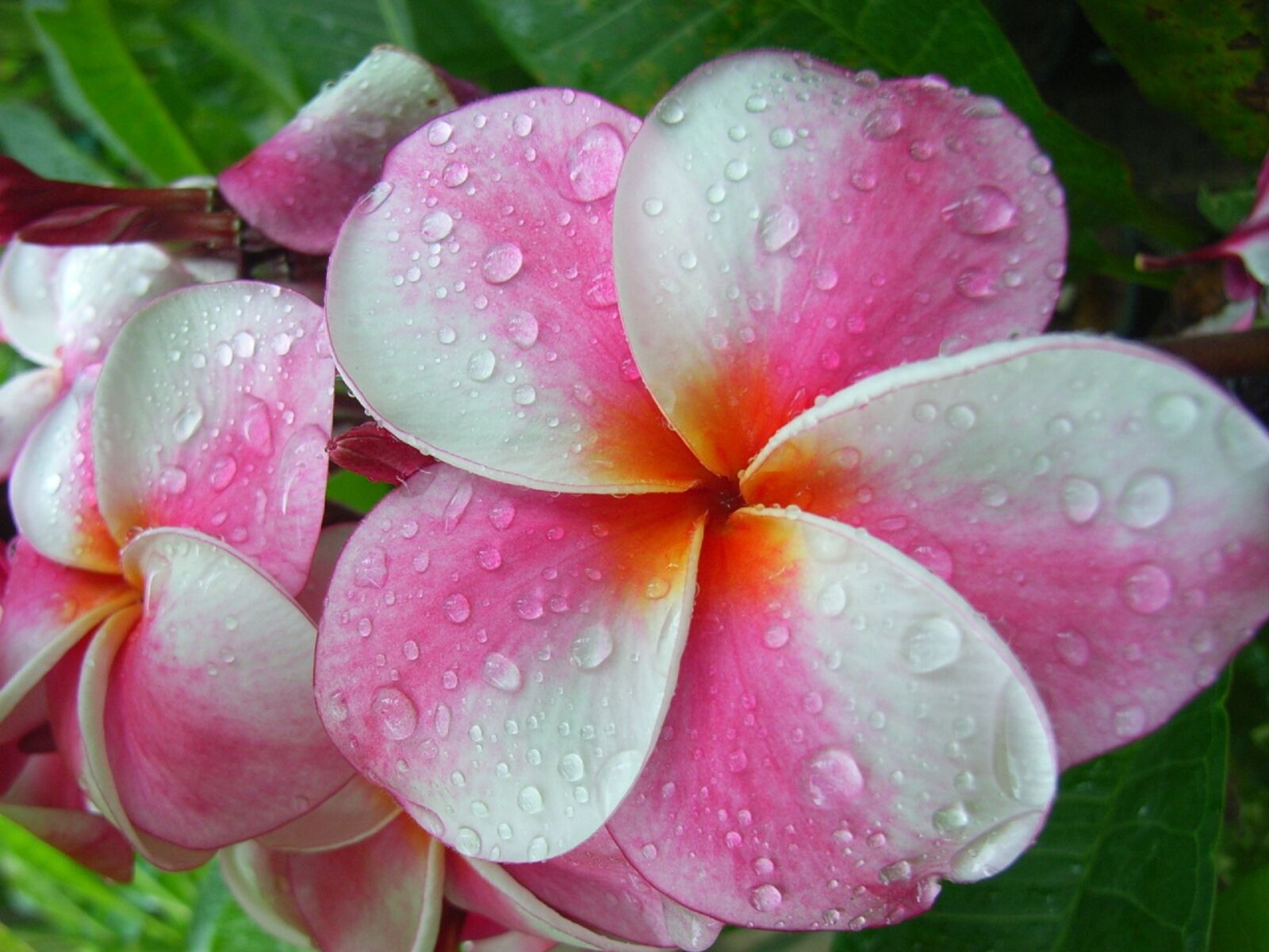 Ricoh Caplio R4 sample photo. Tropical, spa, nature photography