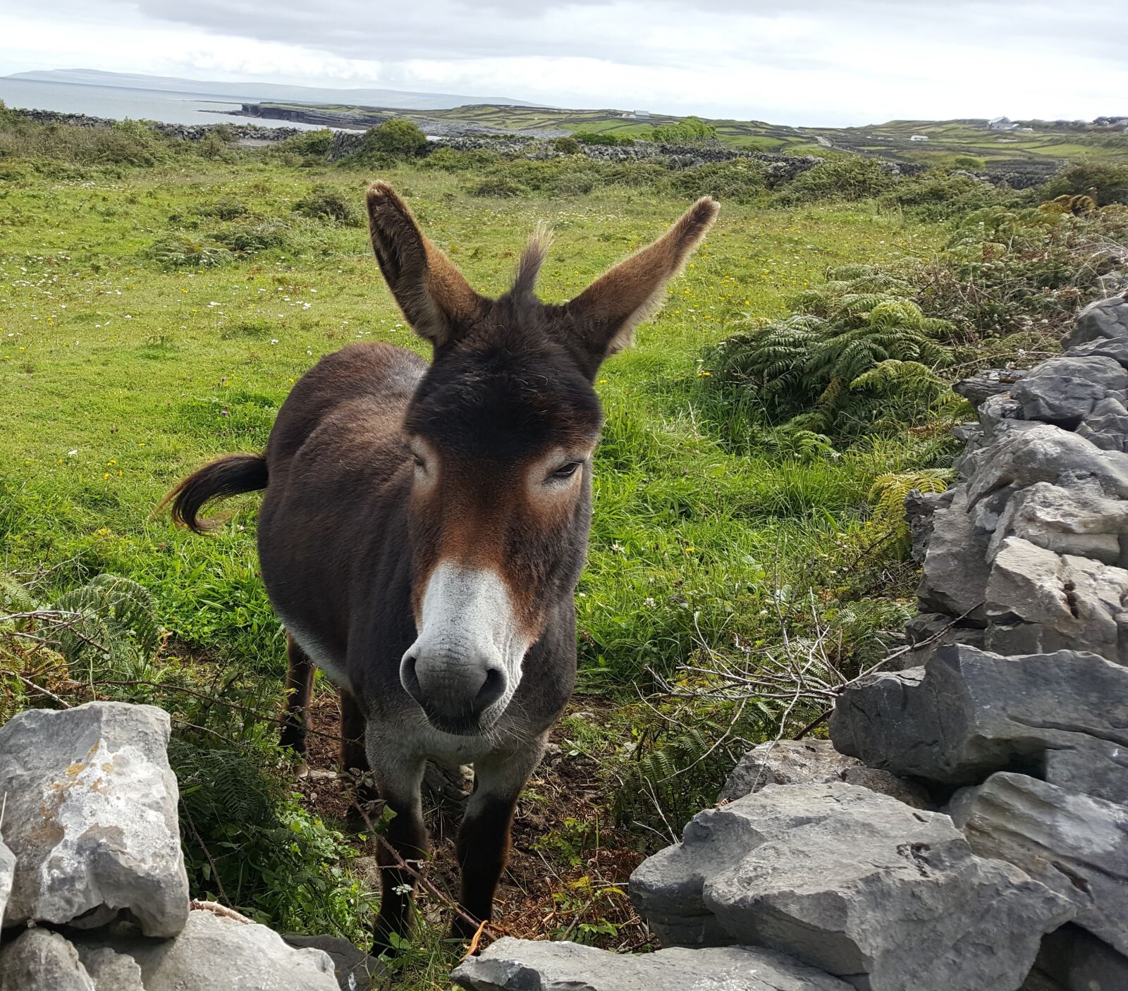 Samsung Galaxy S6 sample photo. Donkey, animal, grass photography