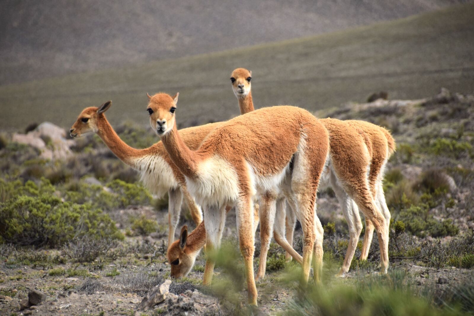 Nikon D5300 sample photo. Peru, herd, nature photography