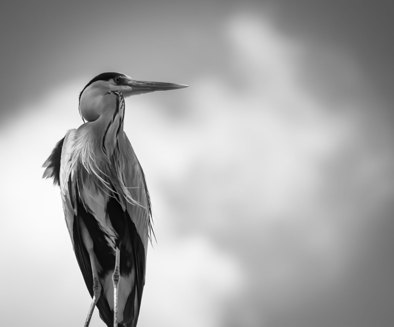 Canon EOS 80D sample photo. Heron, bird, sky photography