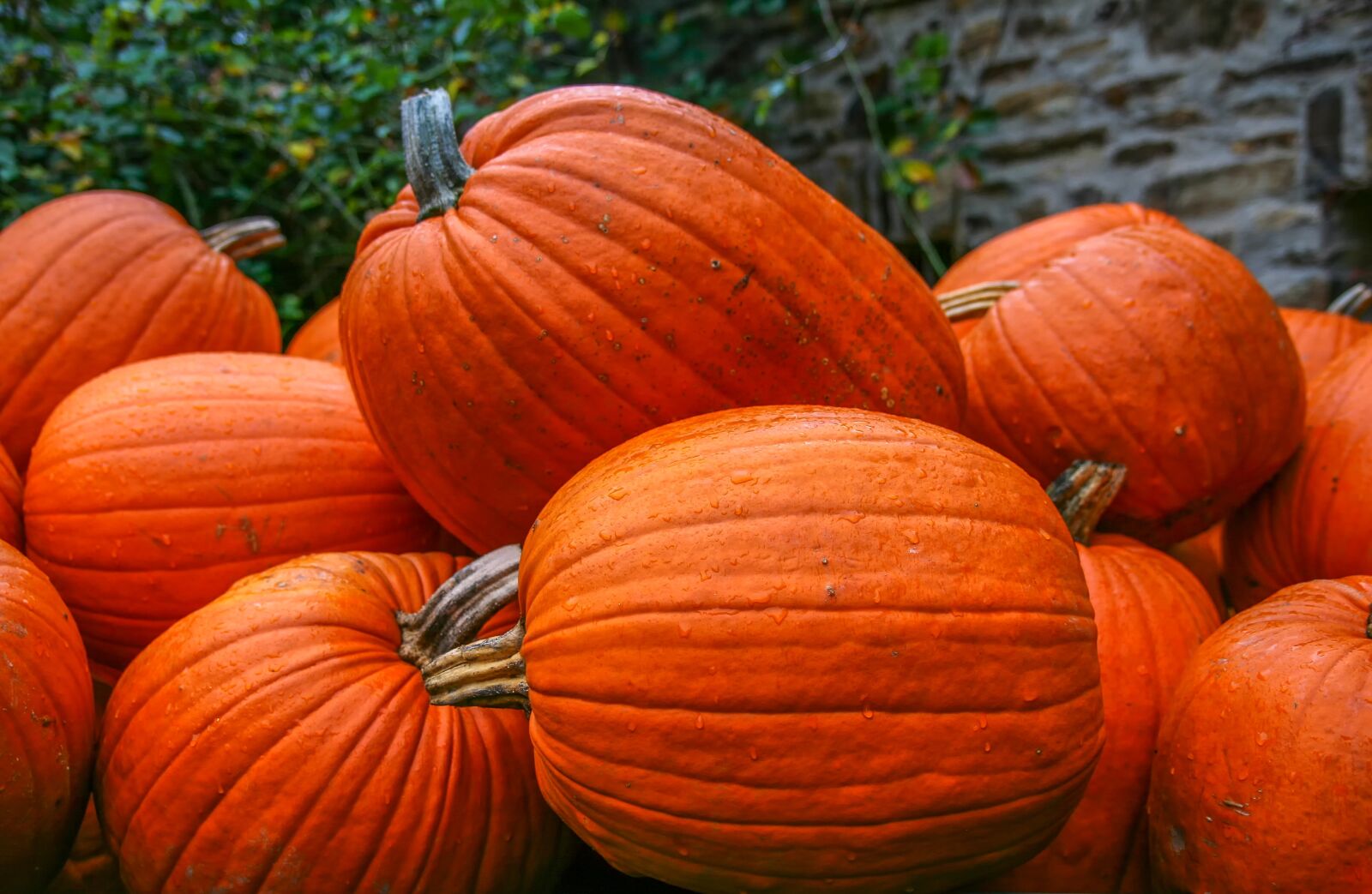 Canon EOS 400D (EOS Digital Rebel XTi / EOS Kiss Digital X) sample photo. Pumpkin, food, nature photography